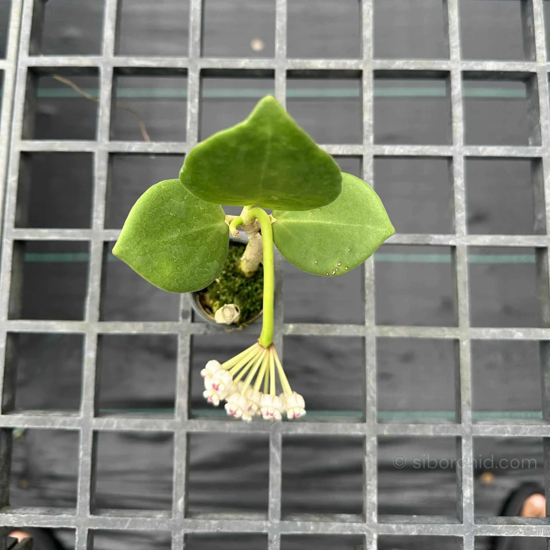 Hoya pachyclada white