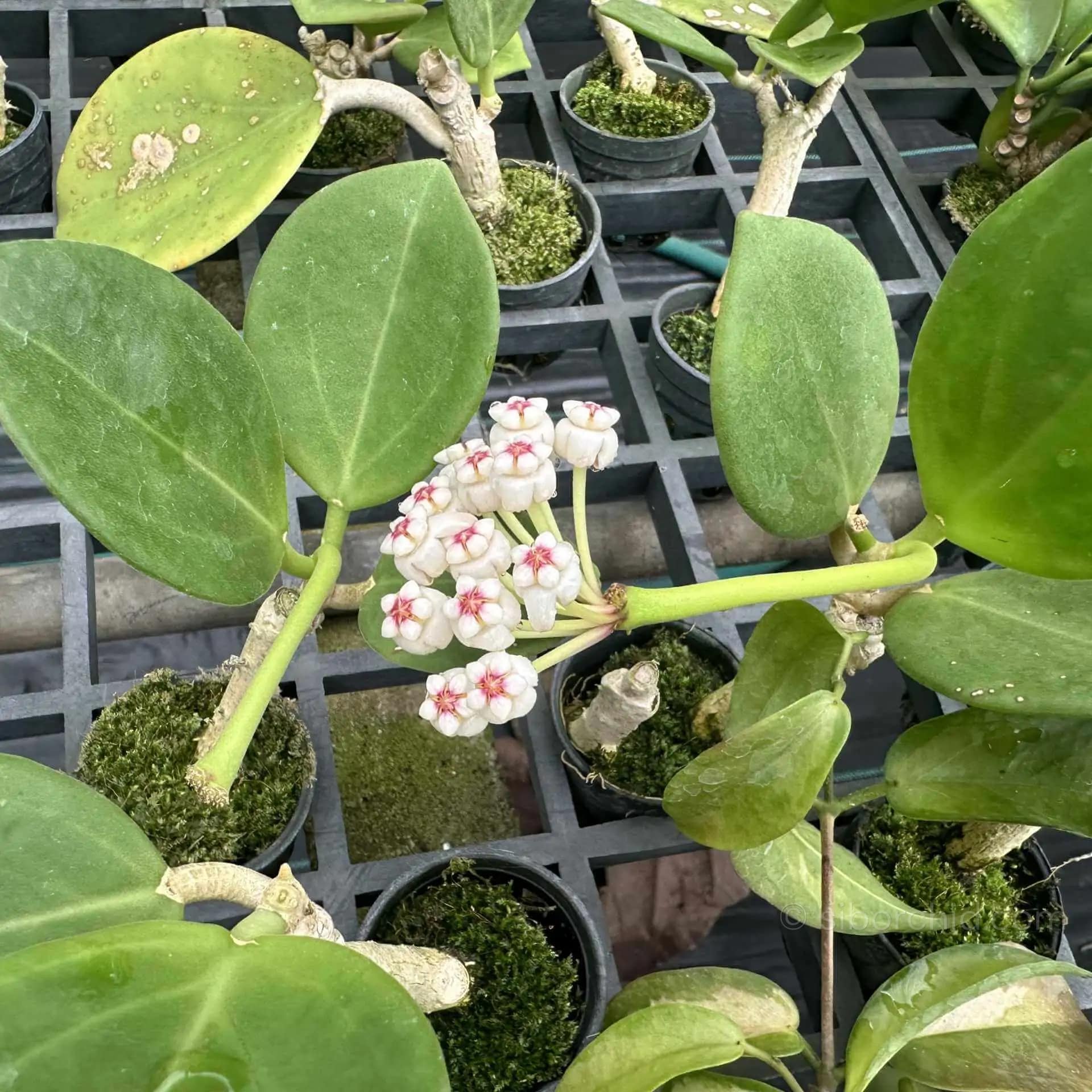 Hoya pachyclada white