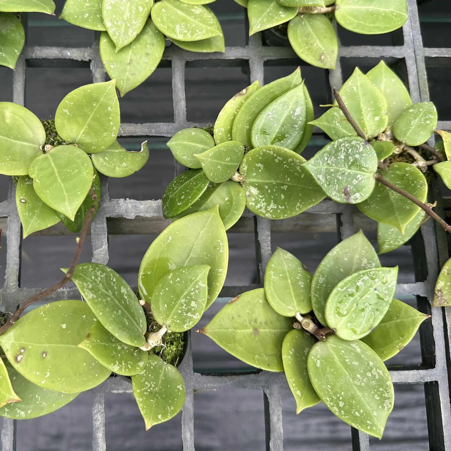 Hoya parasitica heart leaves splash