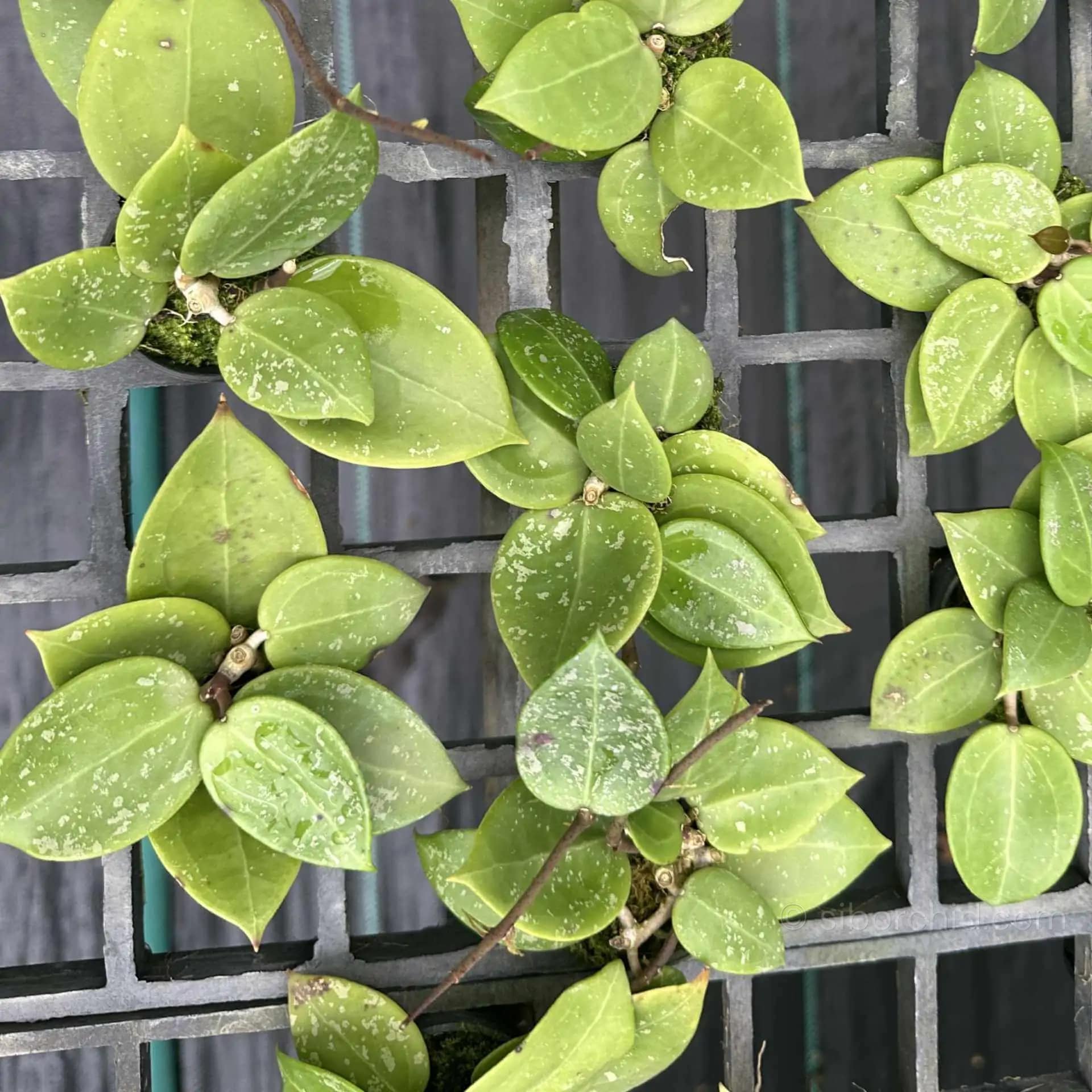Hoya parasitica heart leaves splash
