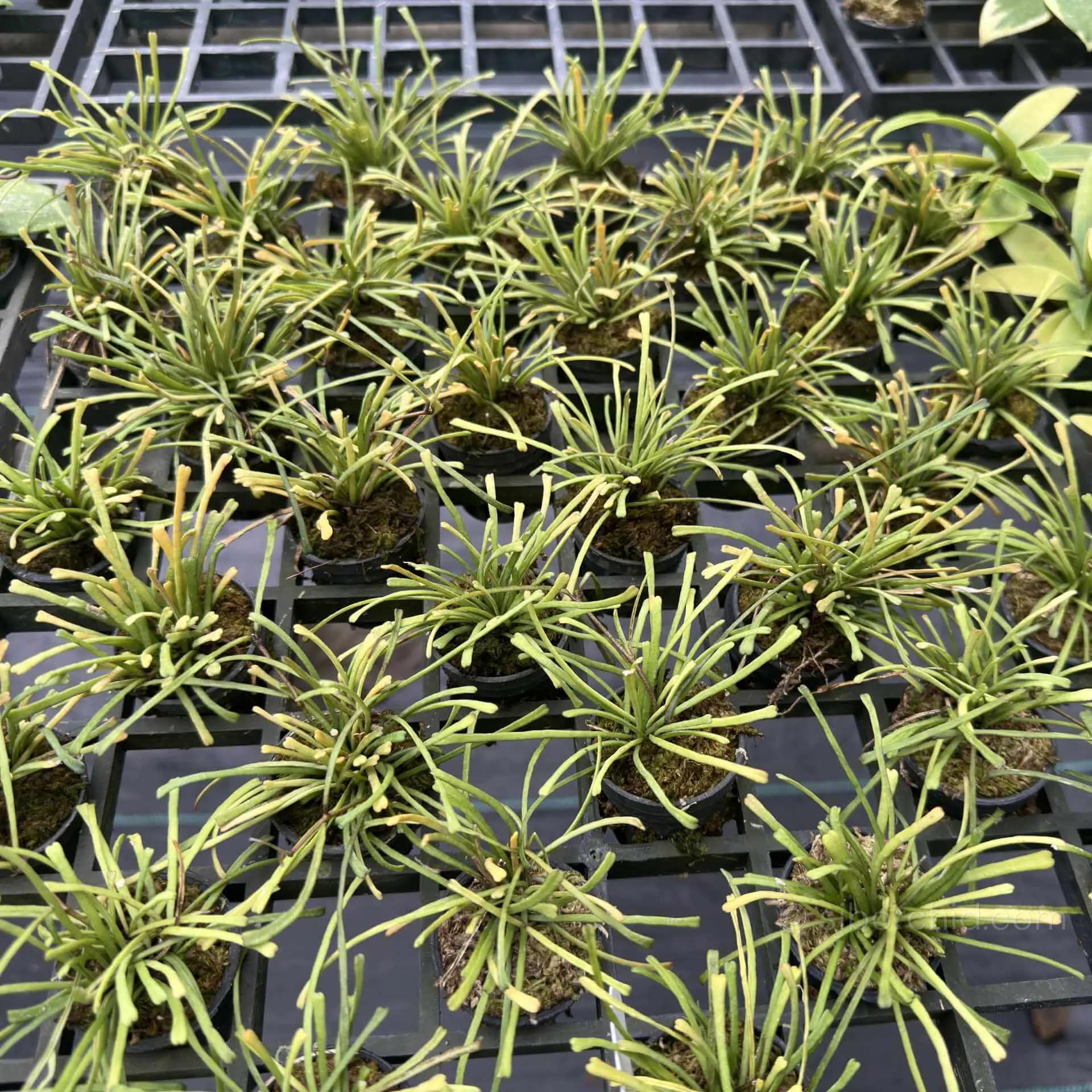 Hoya retusa - Hoya retusa