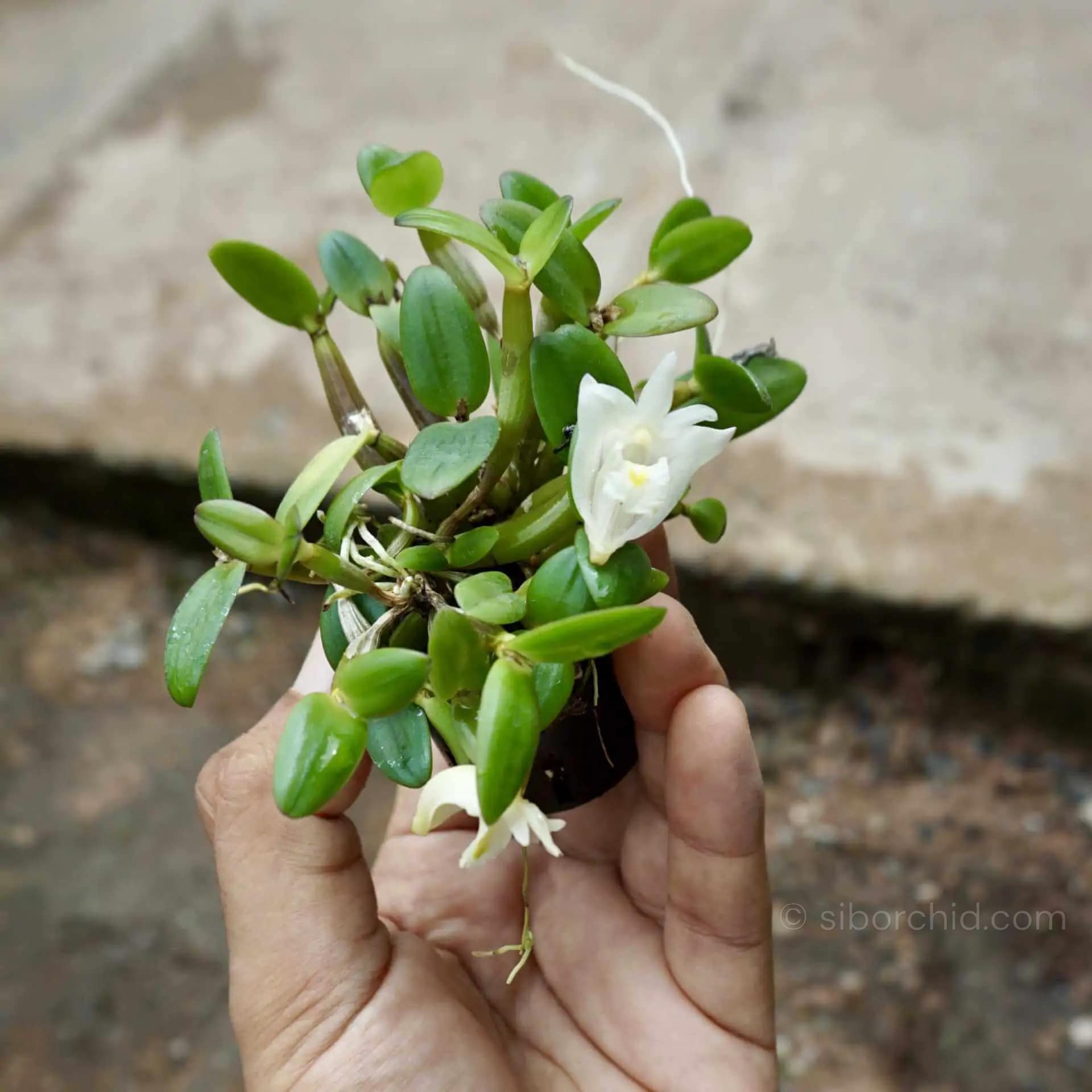 Dendrobim hymenanthum - dendrobium pachyphyllum