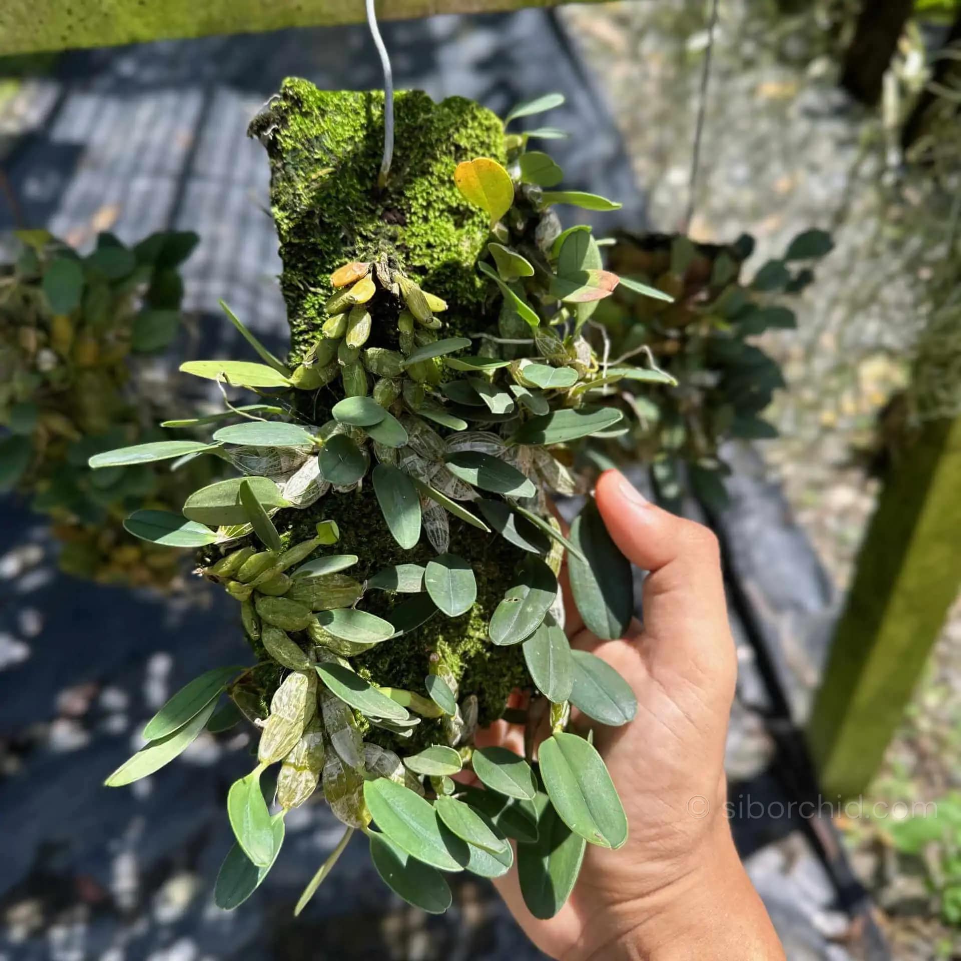 Dendrobium jenkinsii (Big Size) - Dendrobium jenkinsii
