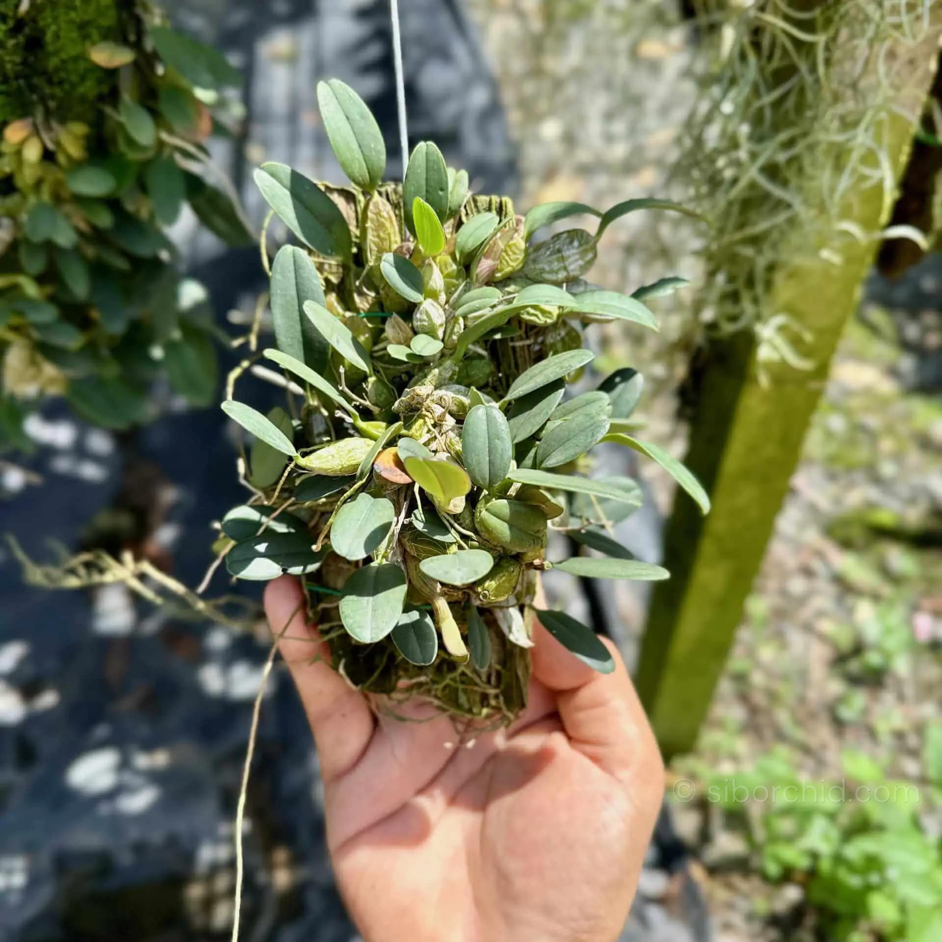 Dendrobium jenkinsii (Big Size) - Dendrobium jenkinsii