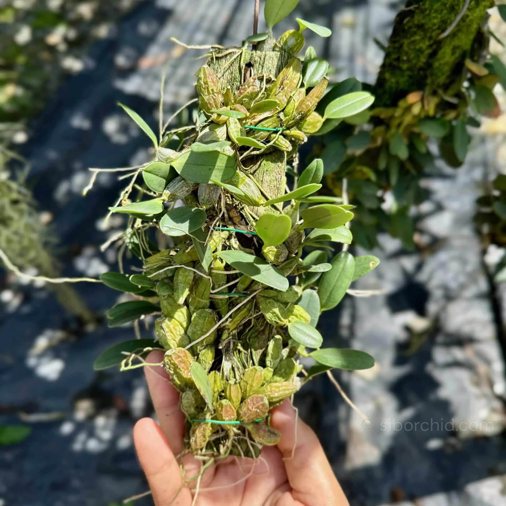 Dendrobium jenkinsii (Big Size) - Dendrobium jenkinsii