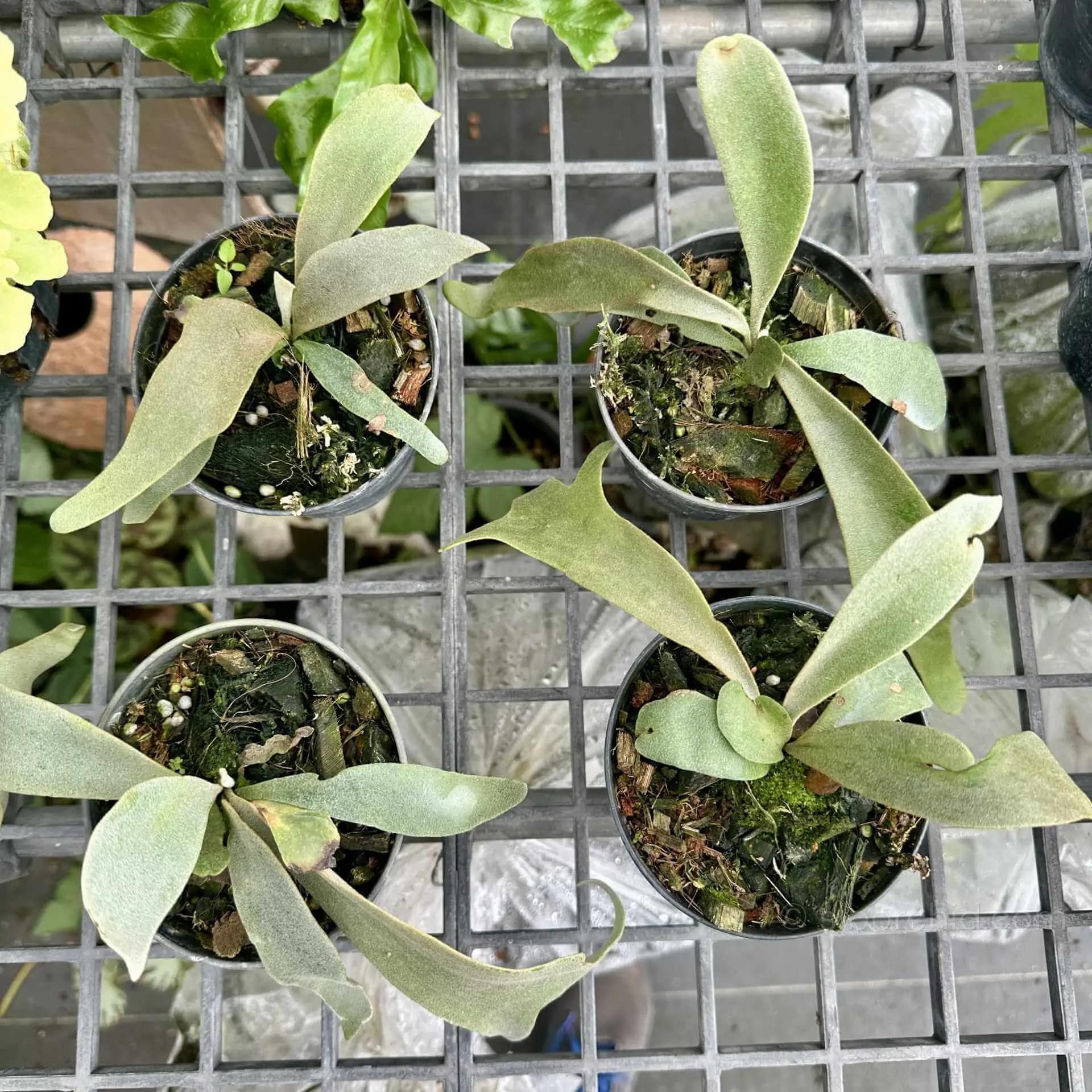 Platycerium Willinckii  Yellow moon Sporelings