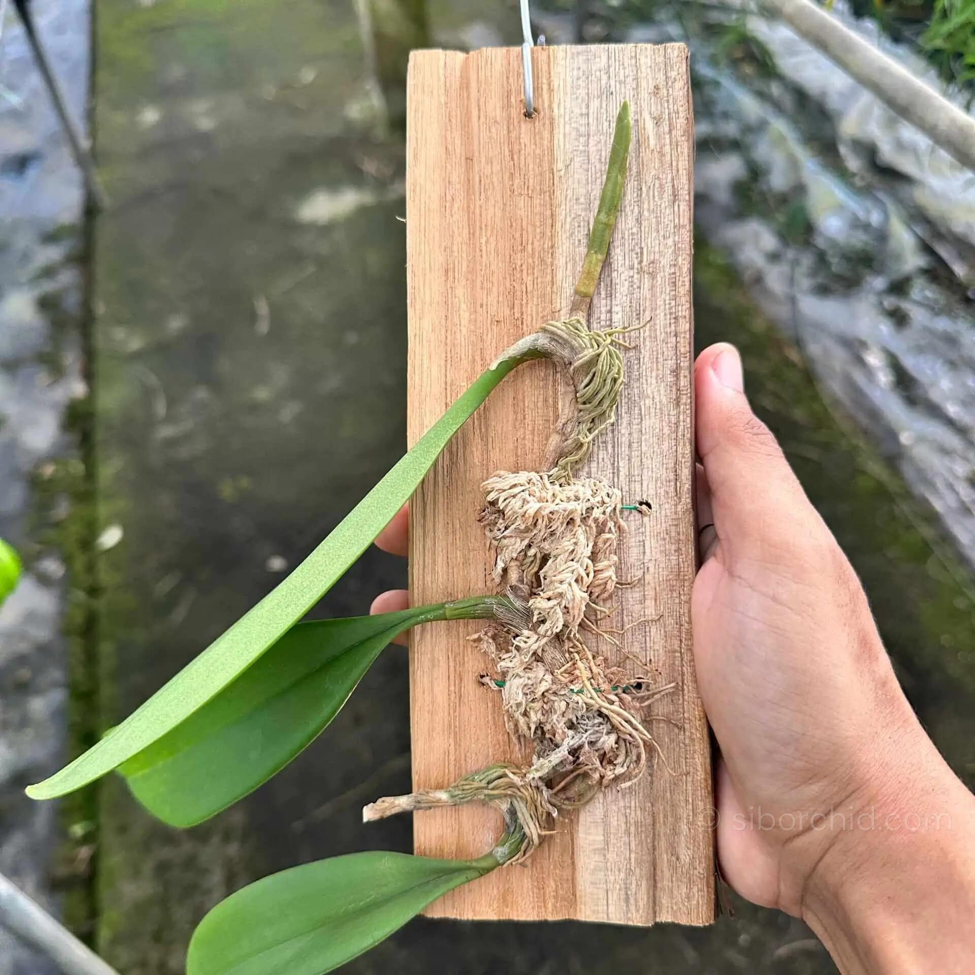 Bulbophyllum tollenoniferum - Bulbophyllum tollenoniferum