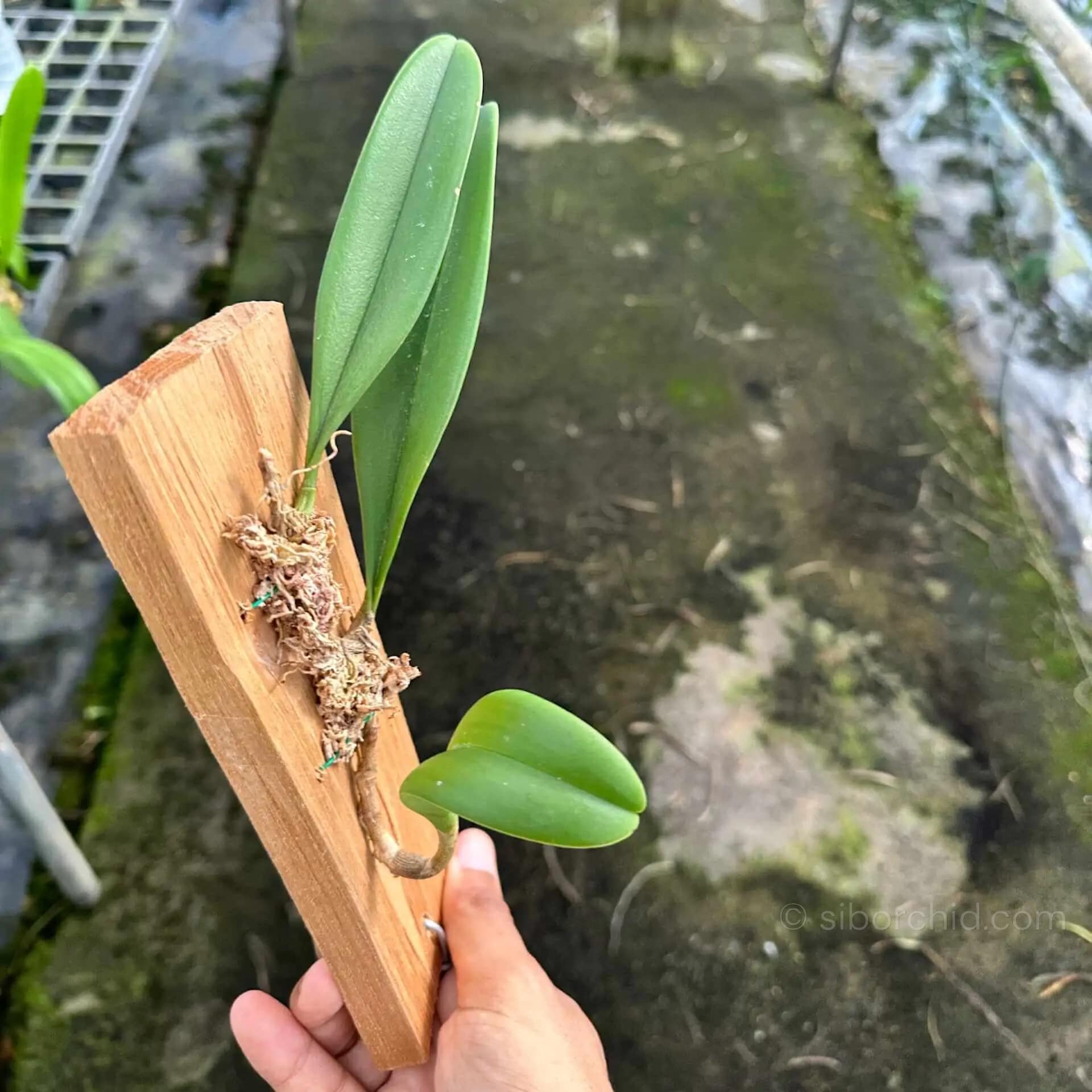 Bulbophyllum tollenoniferum - Bulbophyllum tollenoniferum