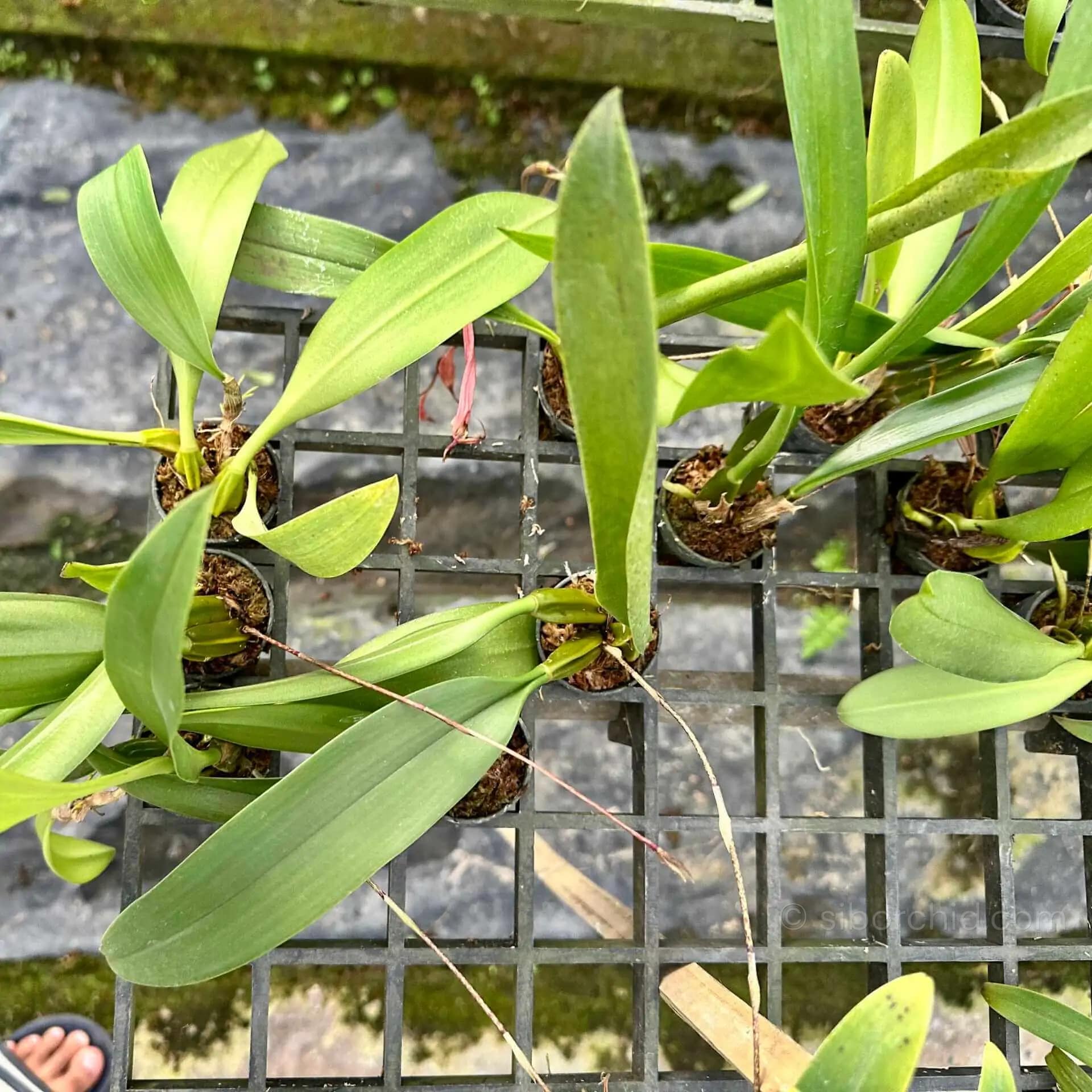 Bulbophyllum longissimum - Bulbophyllum longissimum