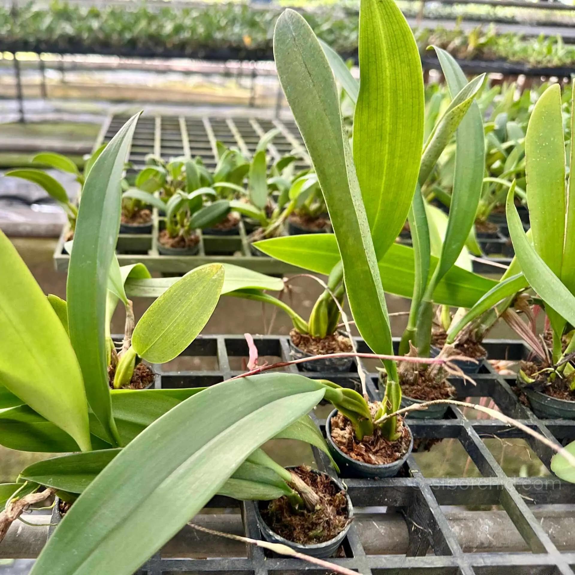 Bulbophyllum longissimum - Bulbophyllum longissimum