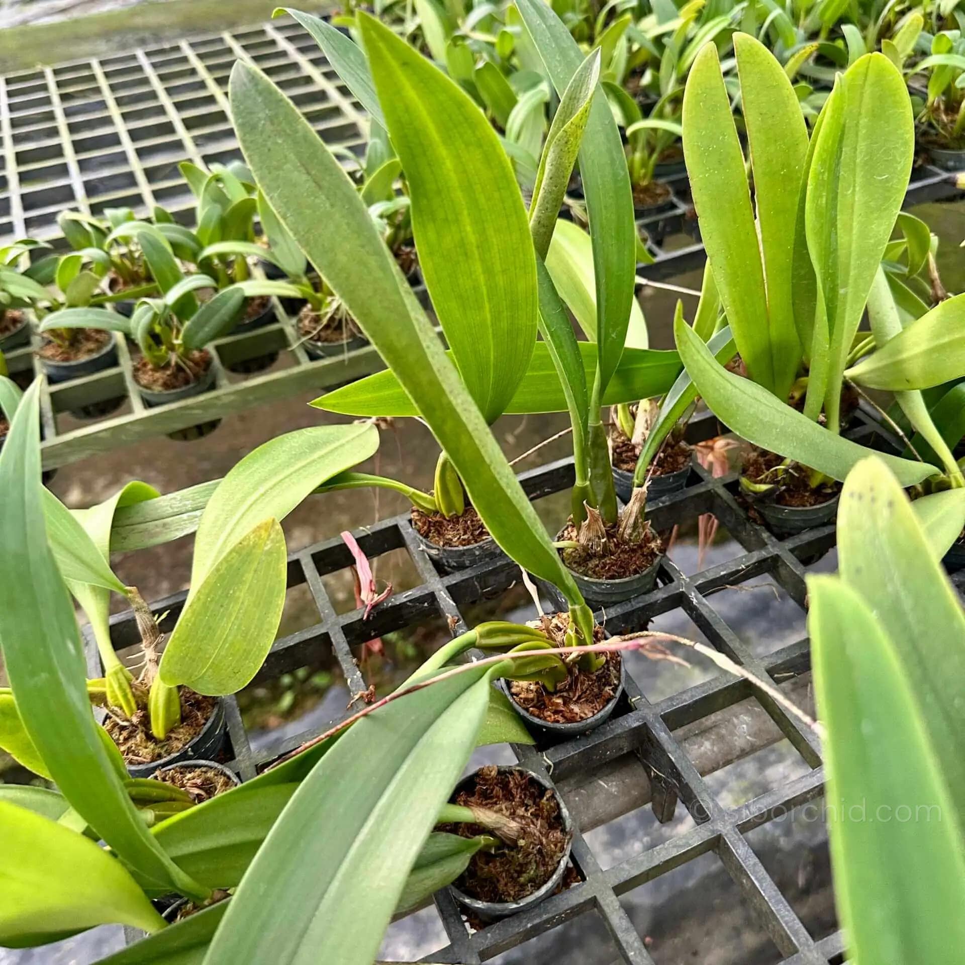 Bulbophyllum longissimum - Bulbophyllum longissimum