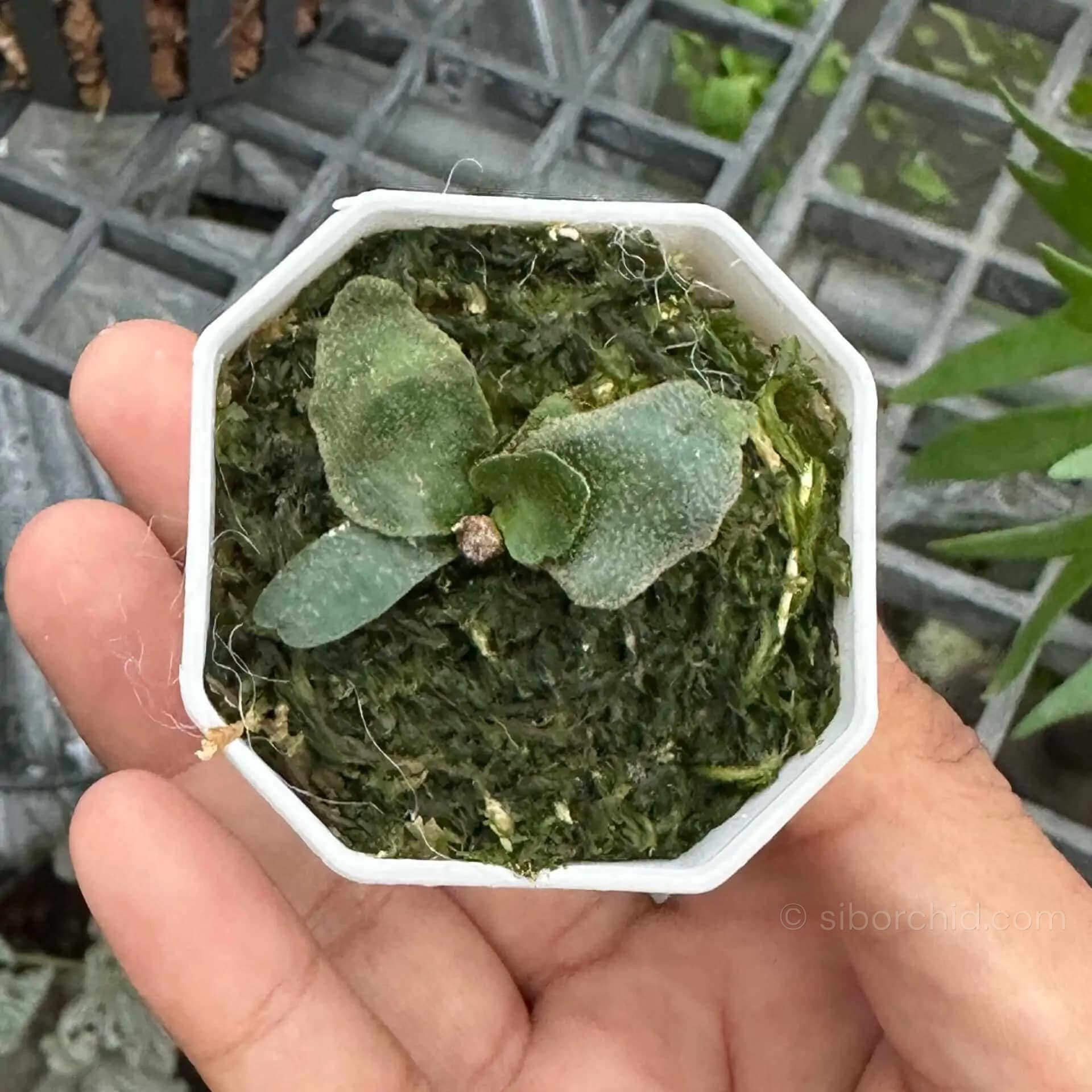 Platycerium Willinckii Jenny For Sale - SibOrchid.com