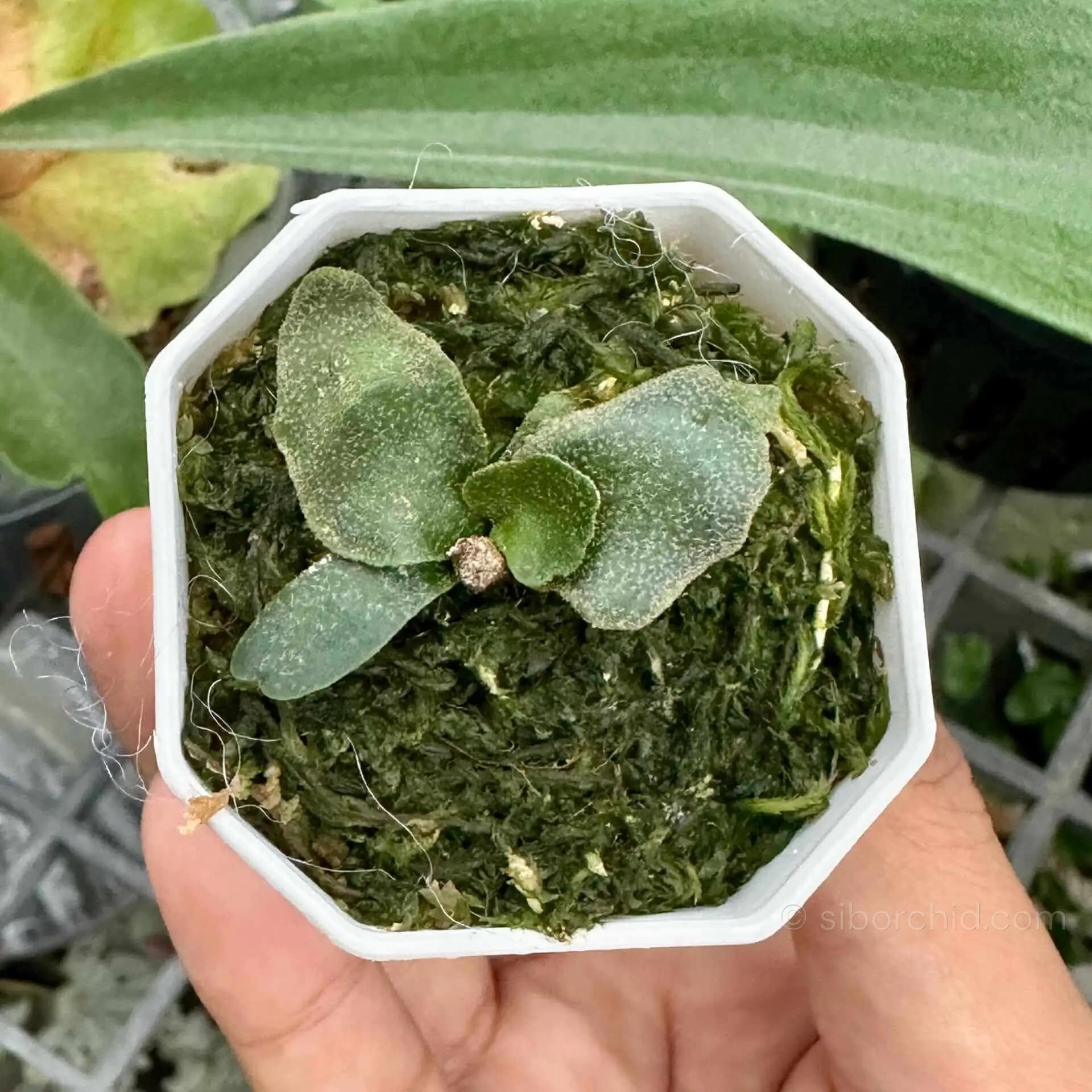 Platycerium Willinckii Jenny For Sale - SibOrchid.com