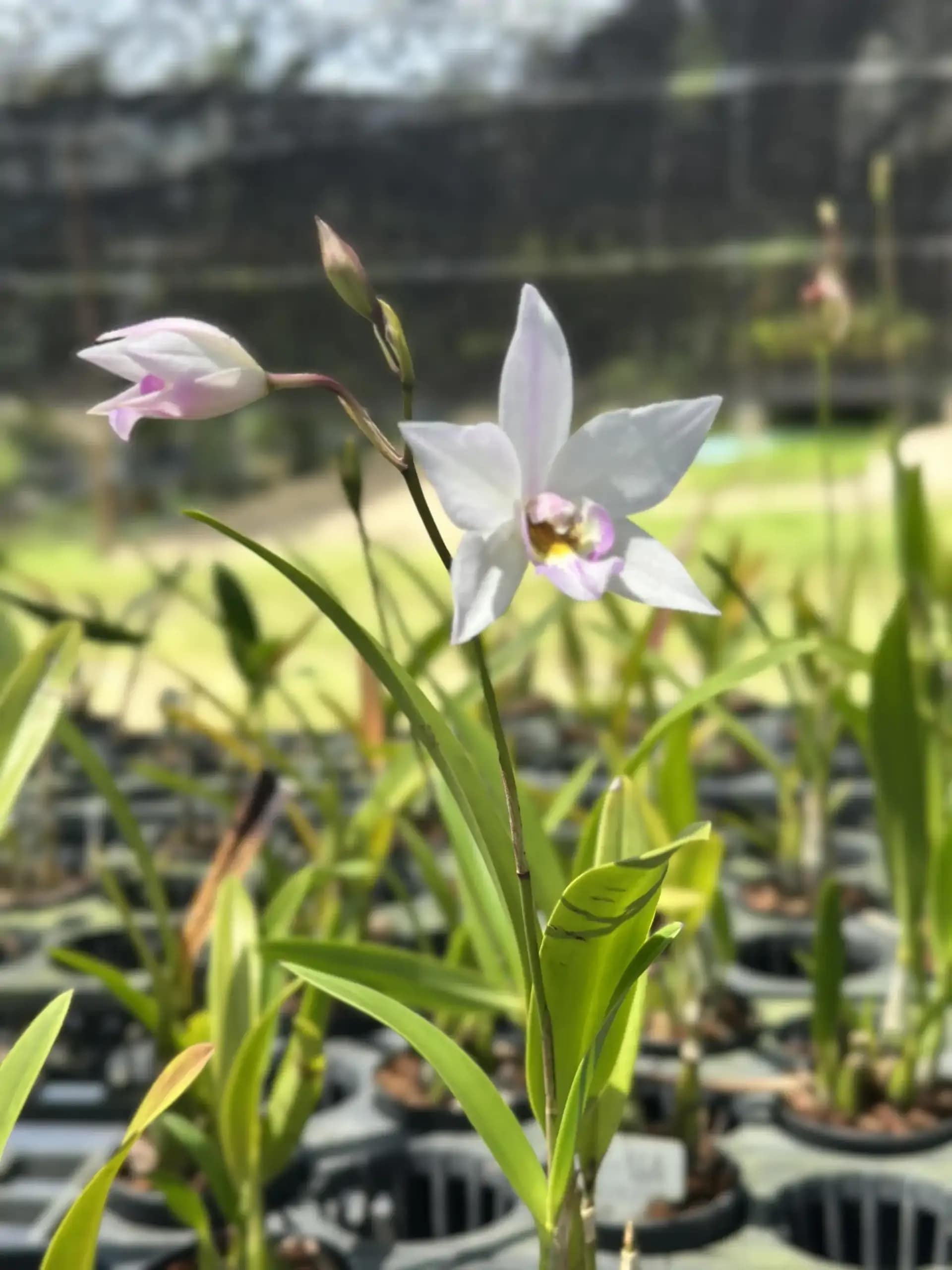 Caulaelia Mizoguchi - Caulaelia Mizoguchi orchid for sale
