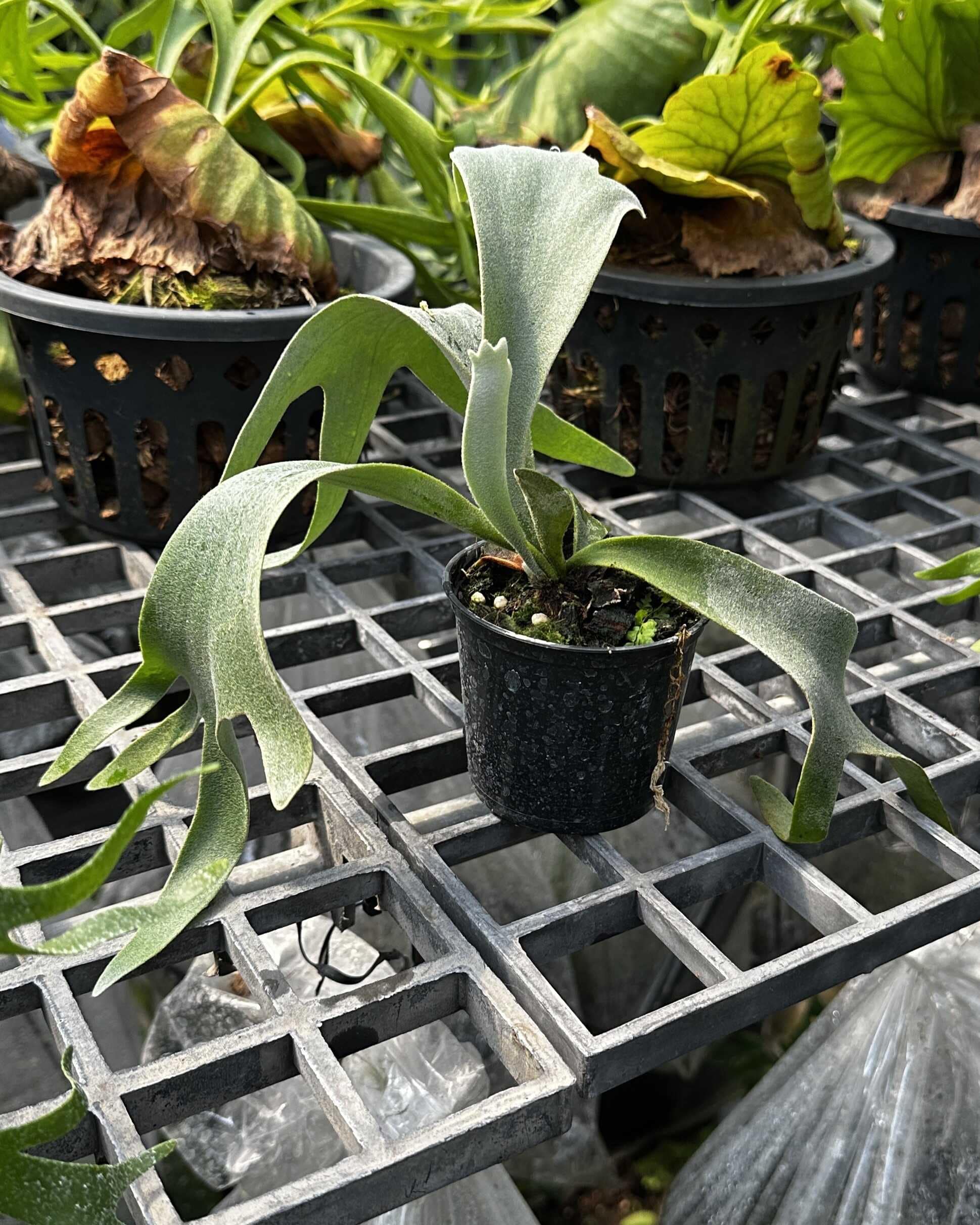 Platycerium willinckii cv. yellow moon, Platycerium willinckii Cloud Series Sporeling - Platycerium willinckii Yellow Moon × Cloud Series sporeling – rare hybrid staghorn fern