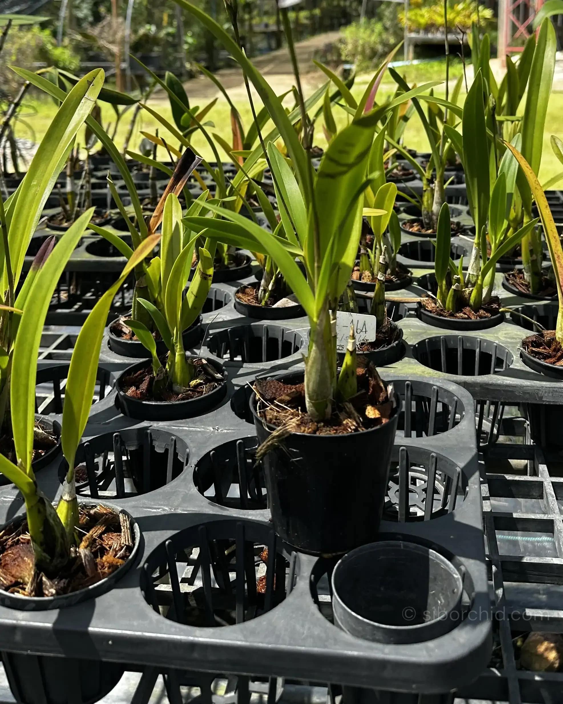 Caulaelia Mizoguchi - Caulaelia Mizoguchi orchid for sale