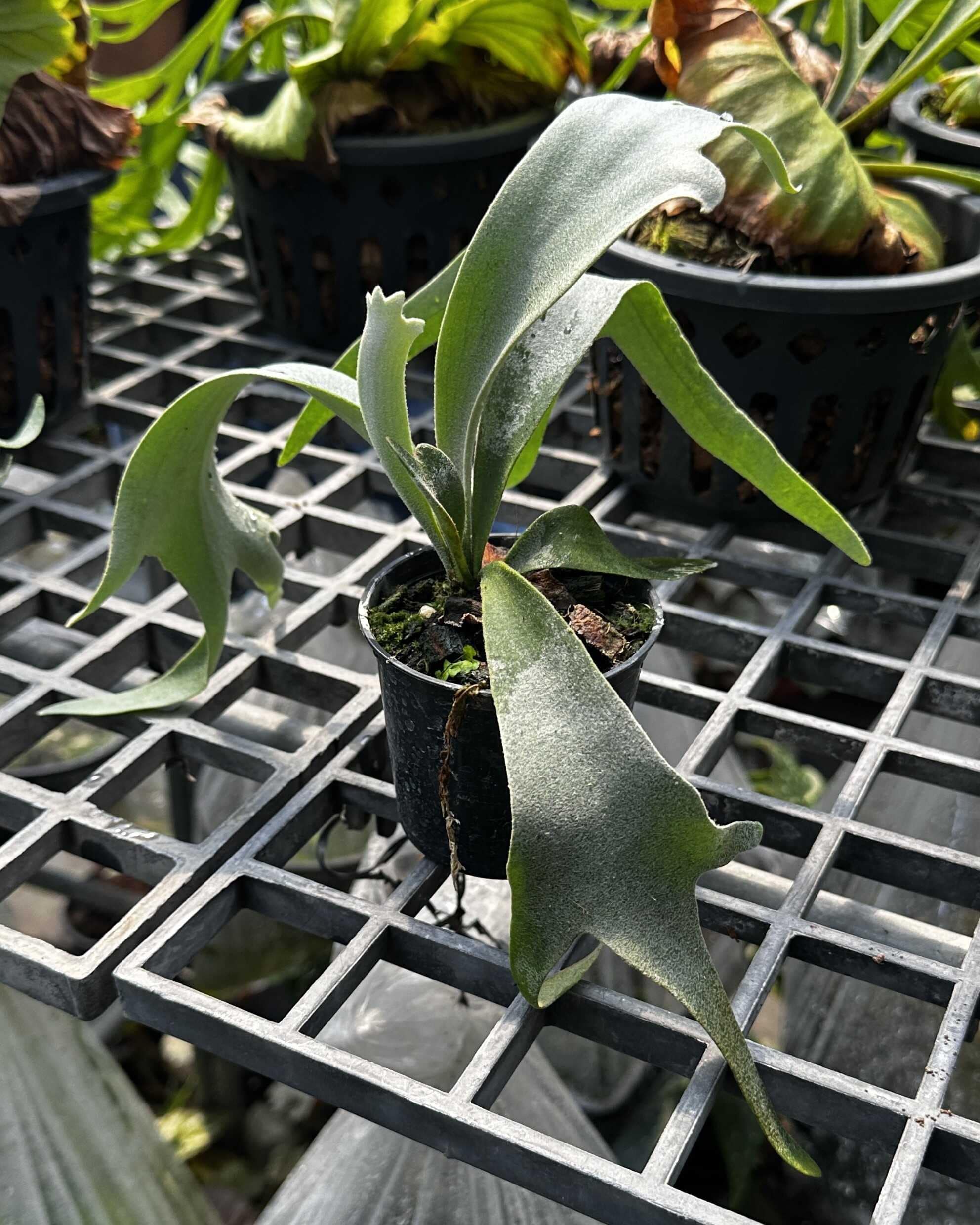 Platycerium willinckii cv. yellow moon, Platycerium willinckii Cloud Series Sporeling - Platycerium willinckii Yellow Moon × Cloud Series sporeling – rare hybrid staghorn fern