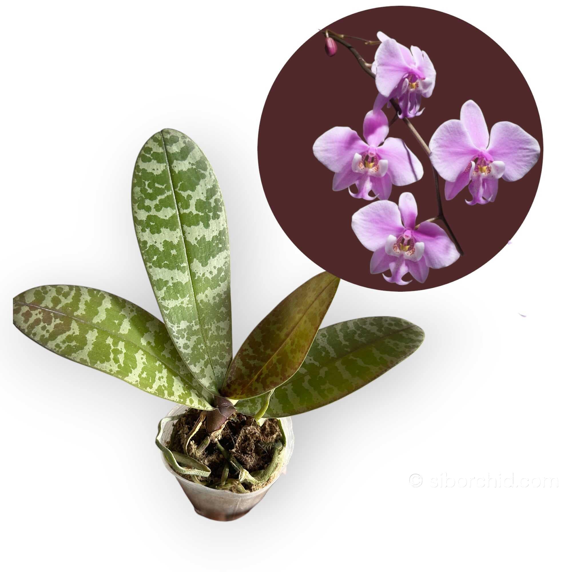 Phalaenopsis schilleriana - Phalaenopsis schilleriana – Blooming Size