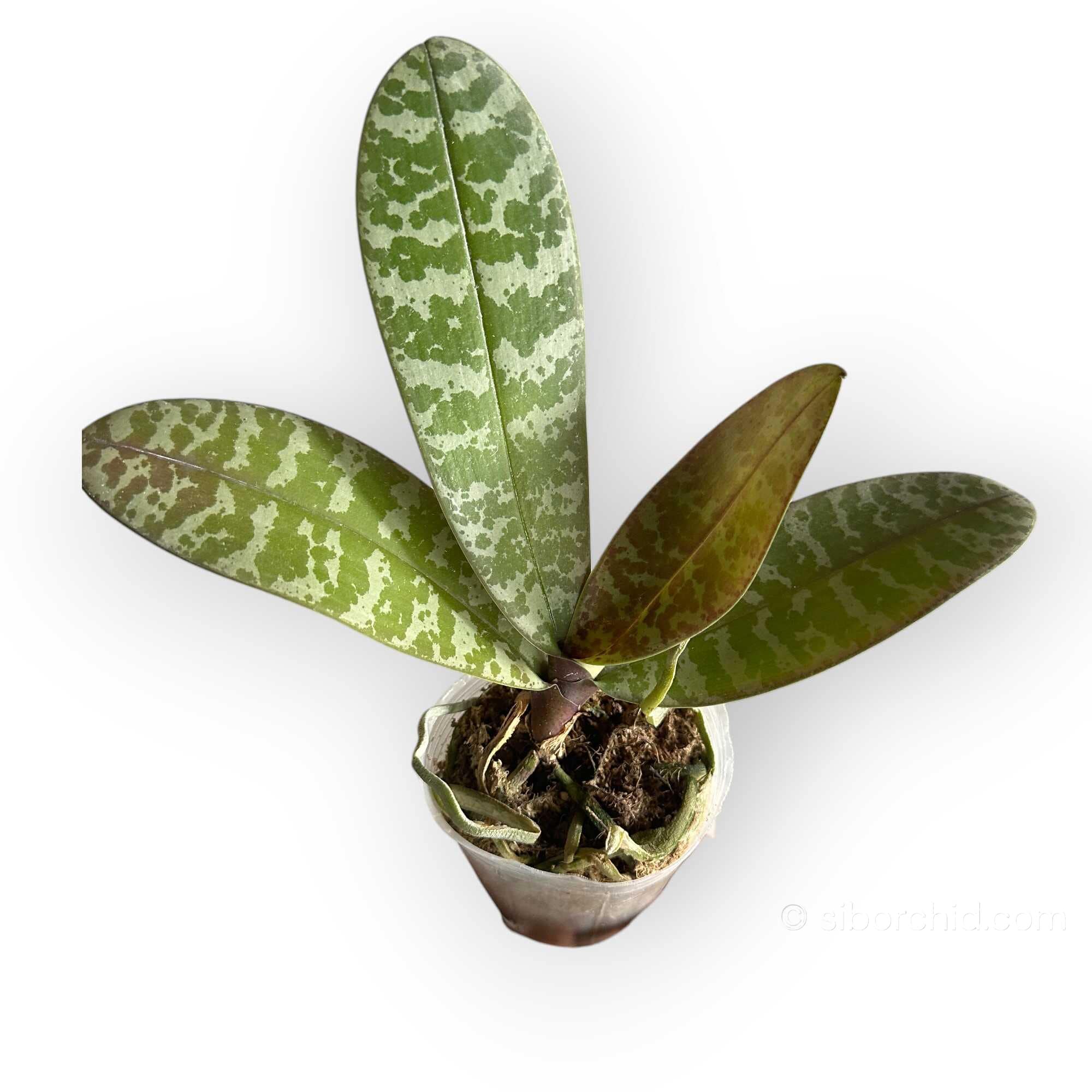 Phalaenopsis schilleriana - Phalaenopsis schilleriana – Blooming Size