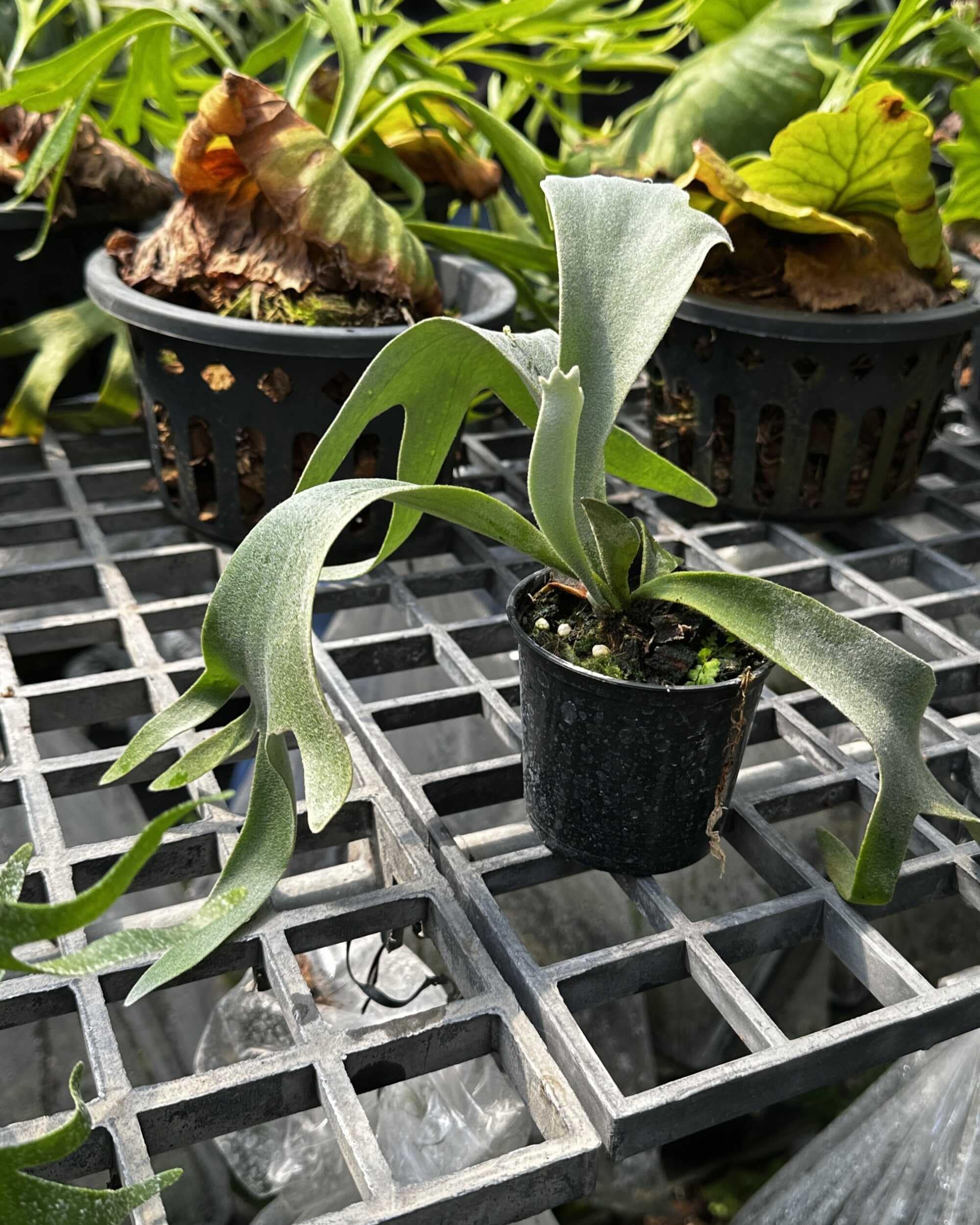 Platycerium willinckii cv. yellow moon, Platycerium willinckii Cloud Series Sporeling - Platycerium willinckii Yellow Moon × Cloud Series sporeling – rare hybrid staghorn fern