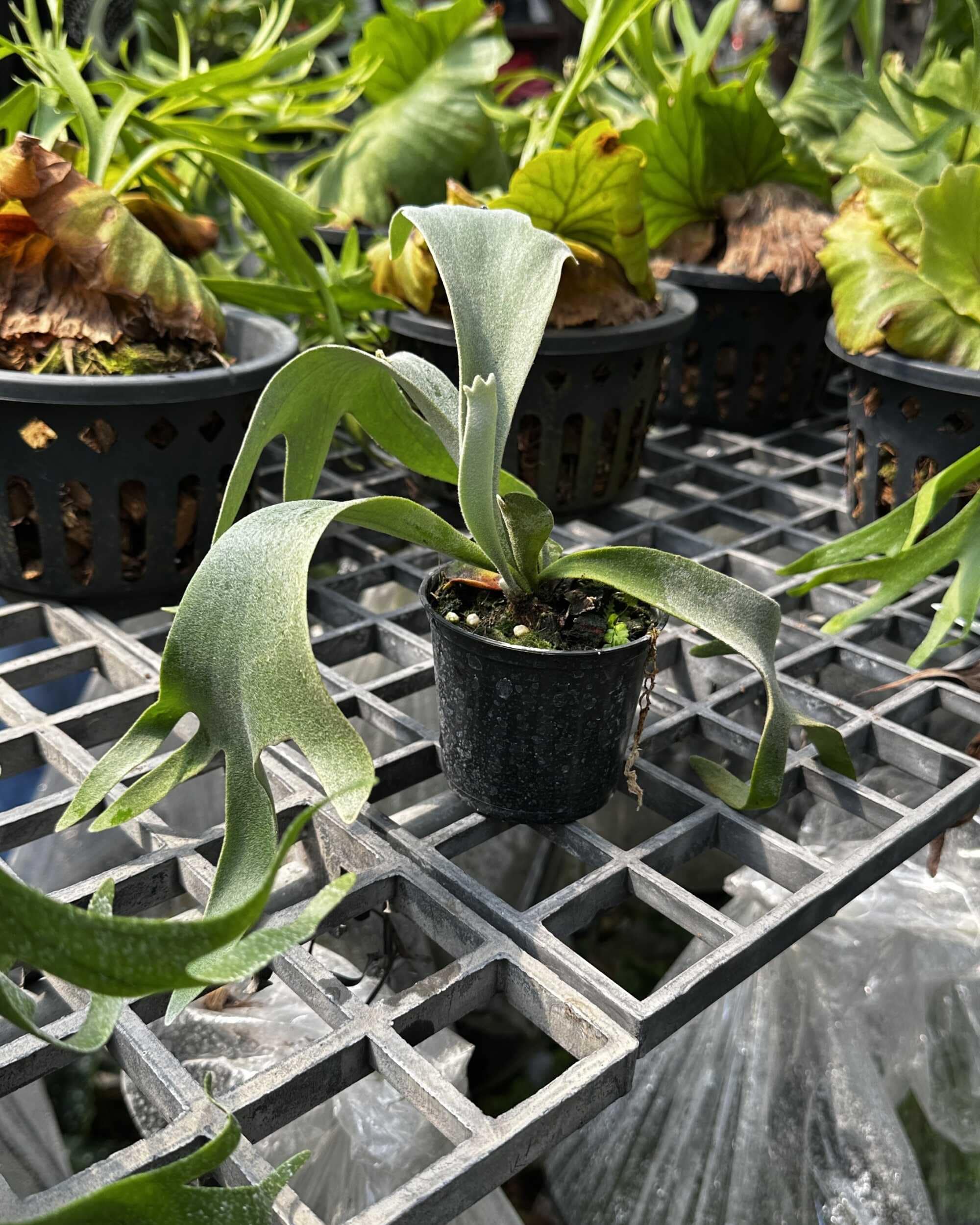 Platycerium willinckii cv. yellow moon, Platycerium willinckii Cloud Series Sporeling - Platycerium willinckii Yellow Moon × Cloud Series sporeling – rare hybrid staghorn fern