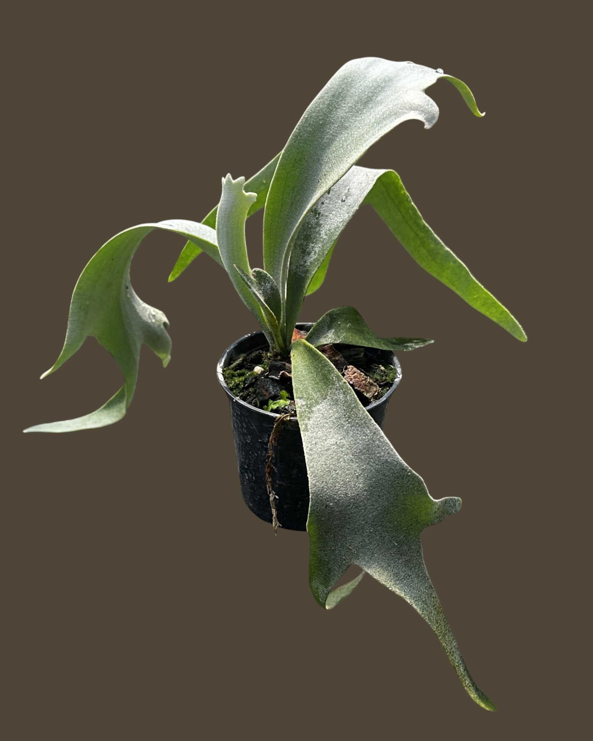 Platycerium willinckii cv. yellow moon, Platycerium willinckii Cloud Series Sporeling - Platycerium willinckii Yellow Moon × Cloud Series sporeling – rare hybrid staghorn fern