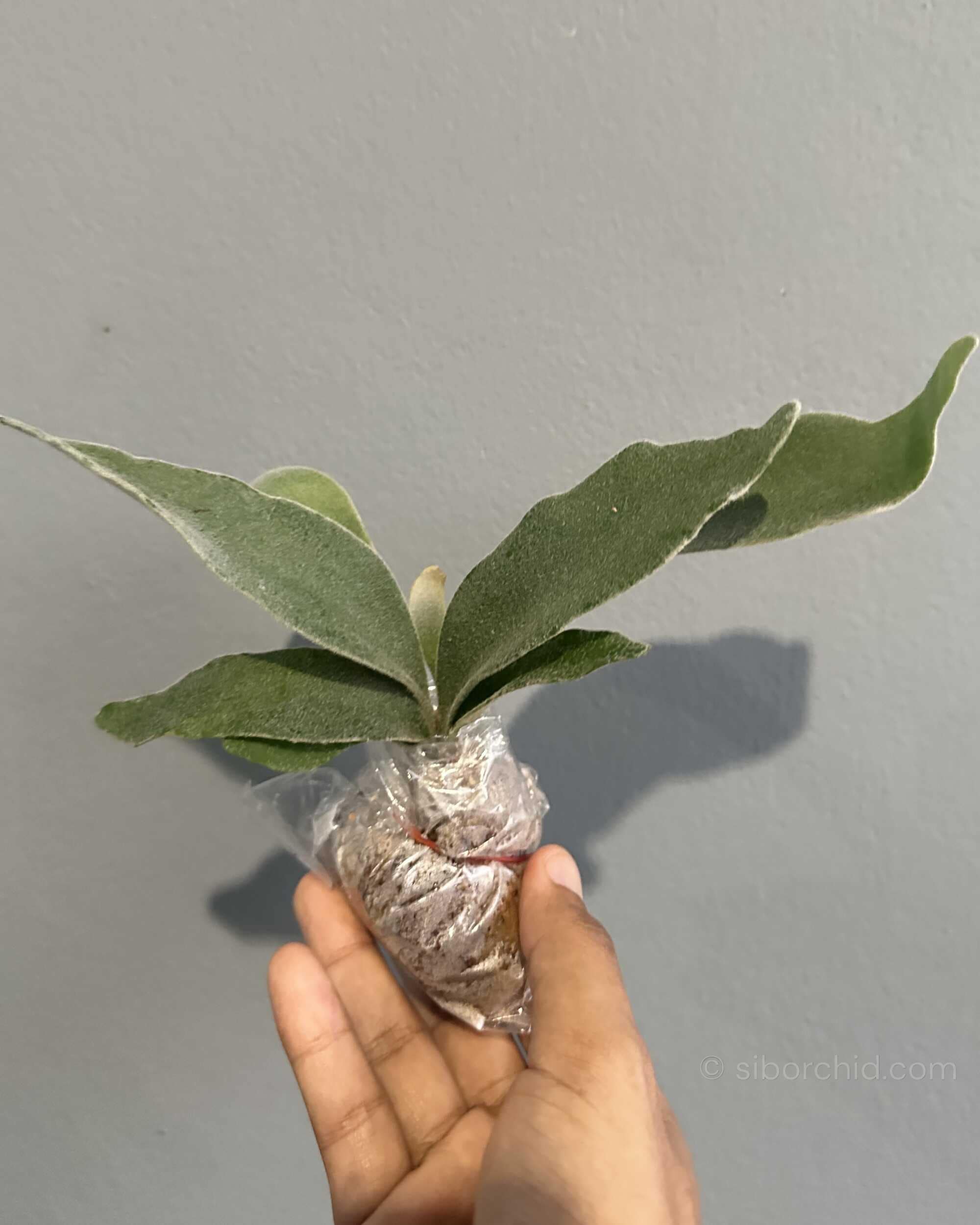 Platycerium veitchii ‘Lemoinei’ – Sporing