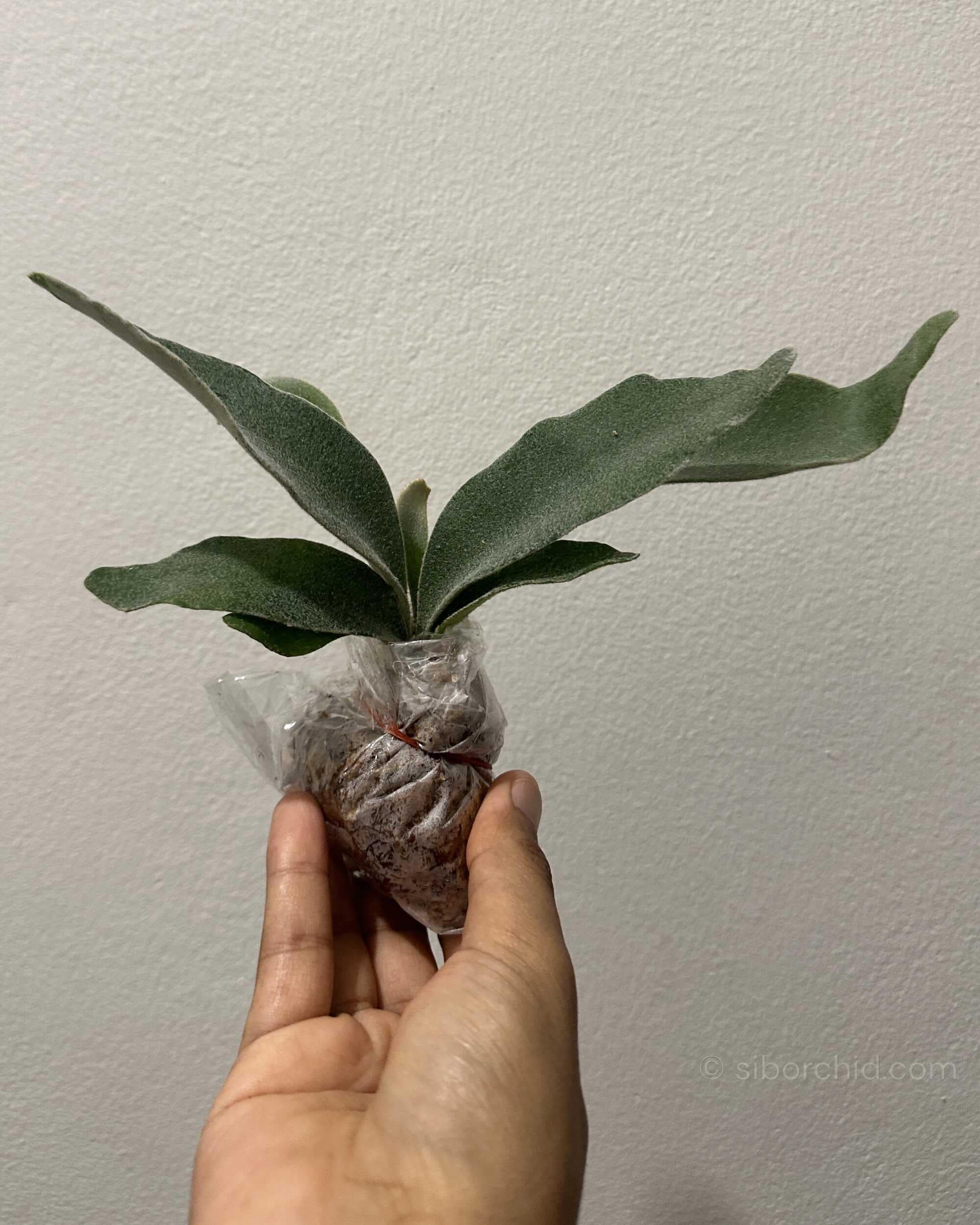 Platycerium veitchii ‘Lemoinei’ – Sporing