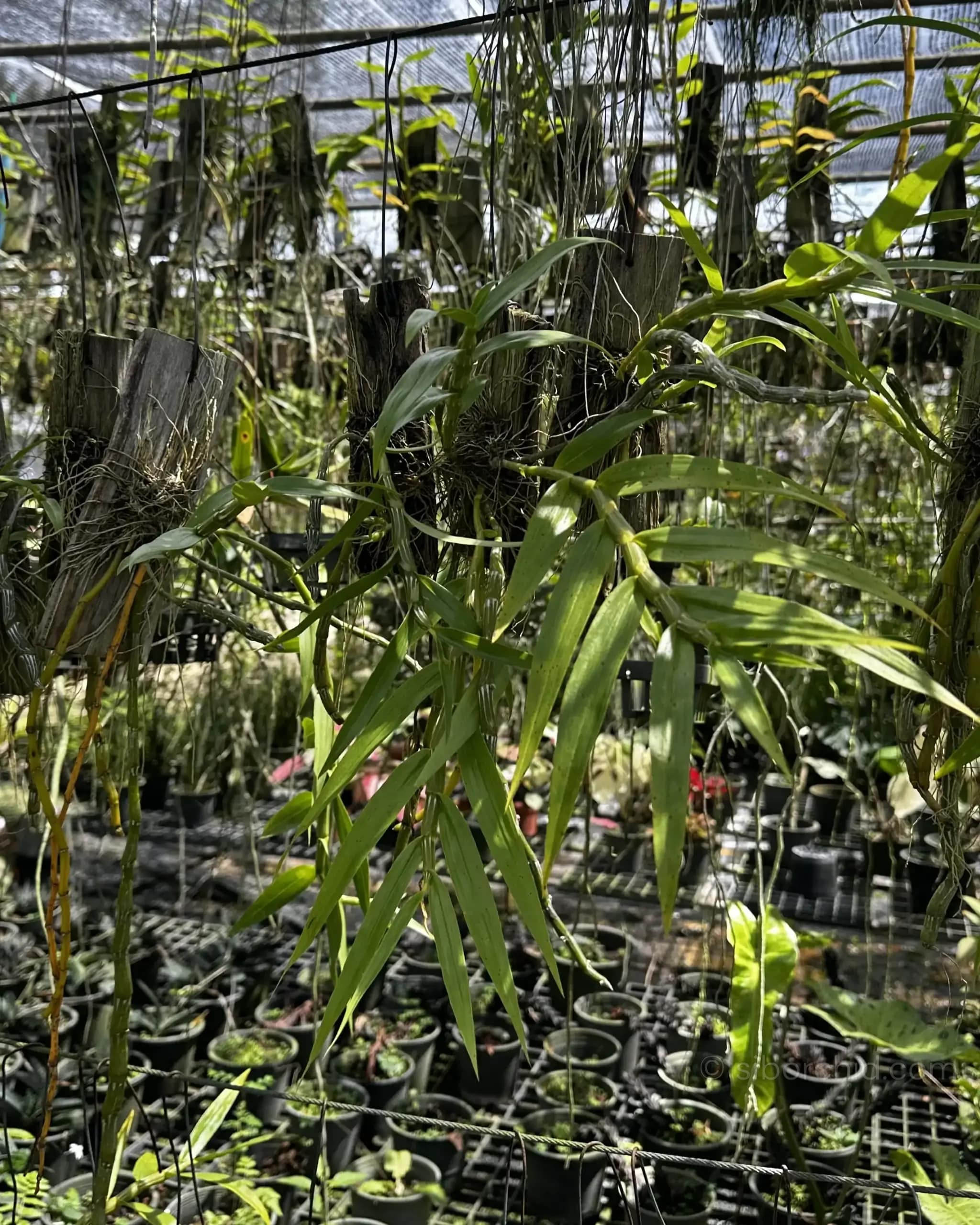 Dendrobium crepidatum - Dendrobium crepidatum