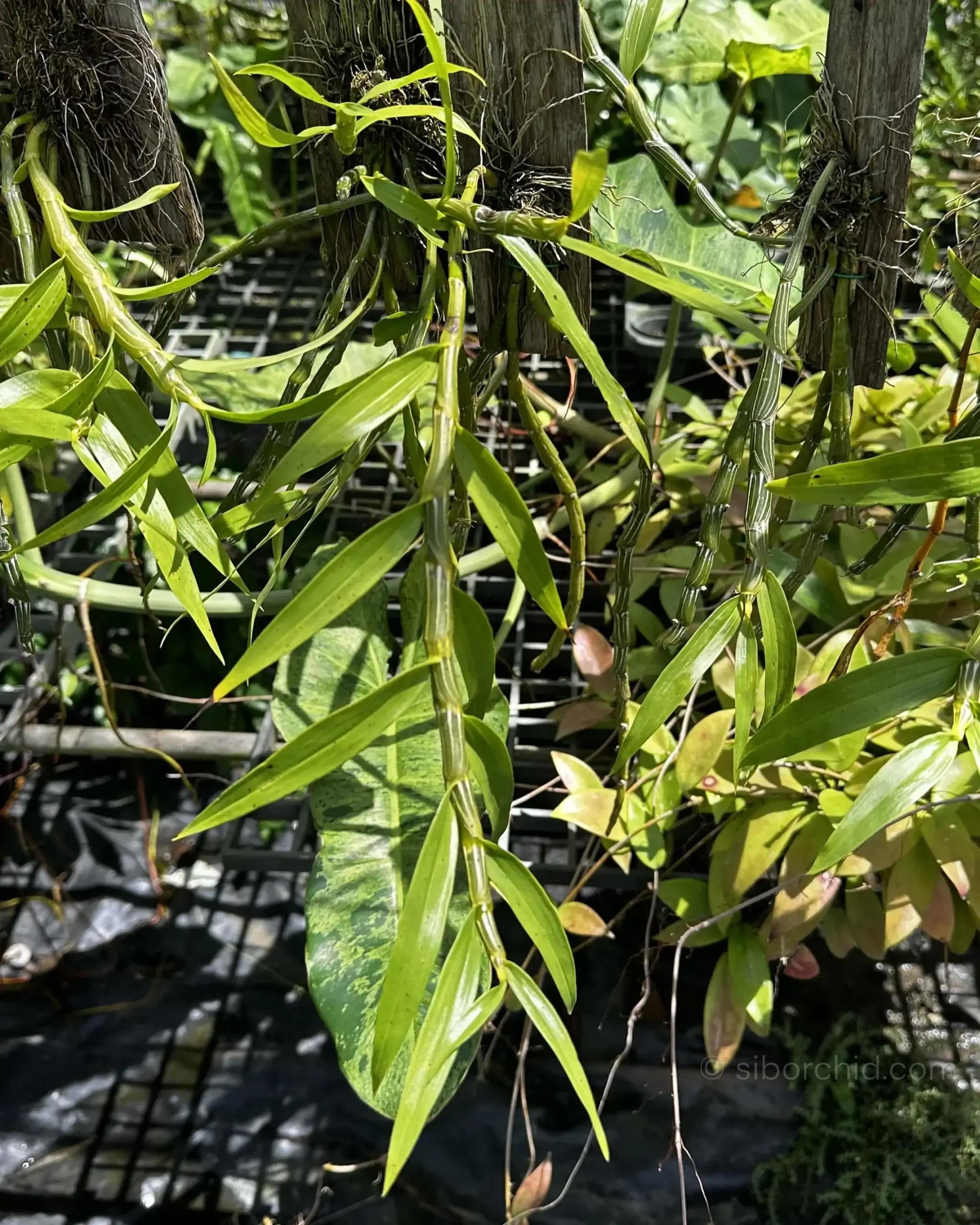 Dendrobium crepidatum - Dendrobium crepidatum