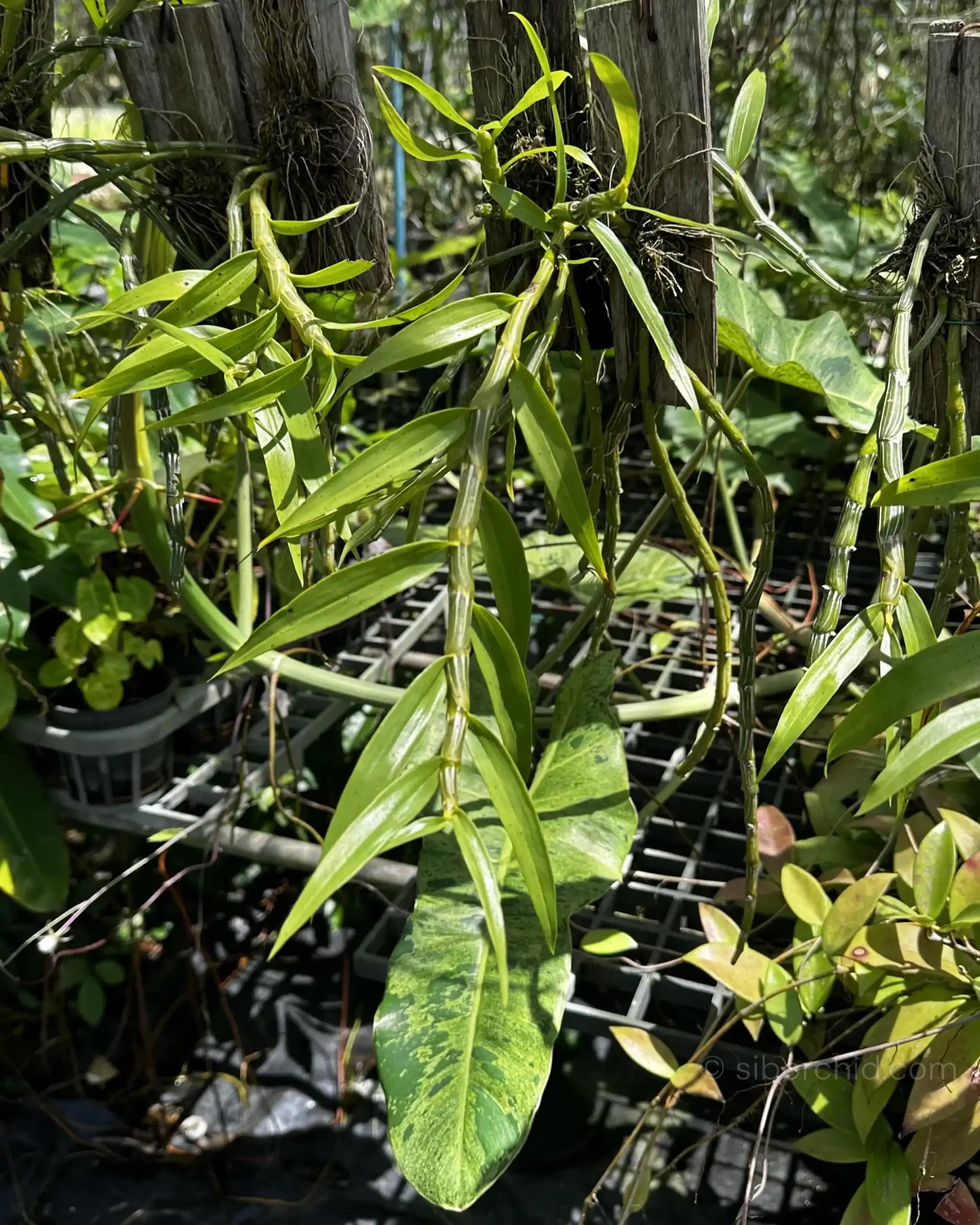 Dendrobium crepidatum - Dendrobium crepidatum