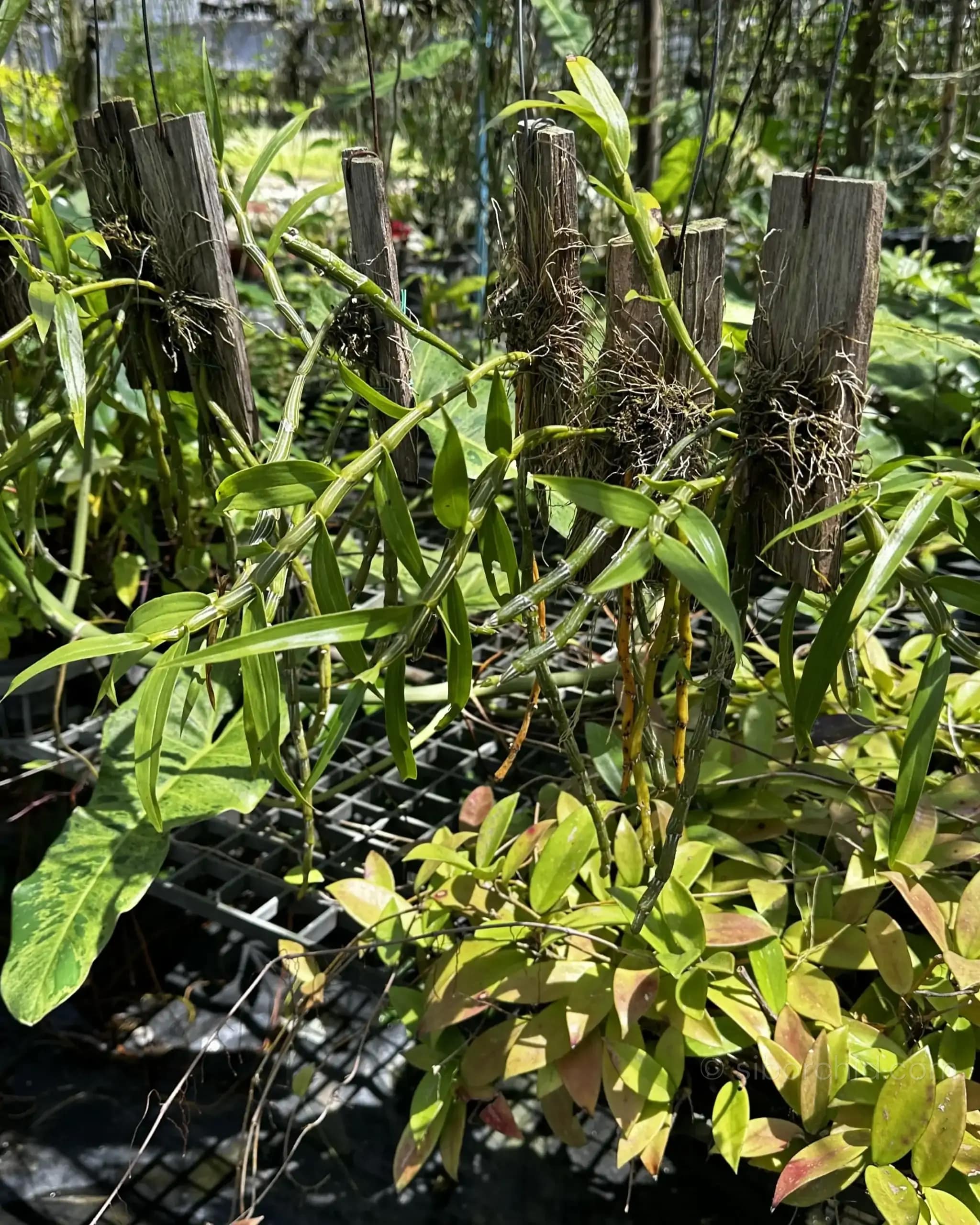 Dendrobium crepidatum - Dendrobium crepidatum