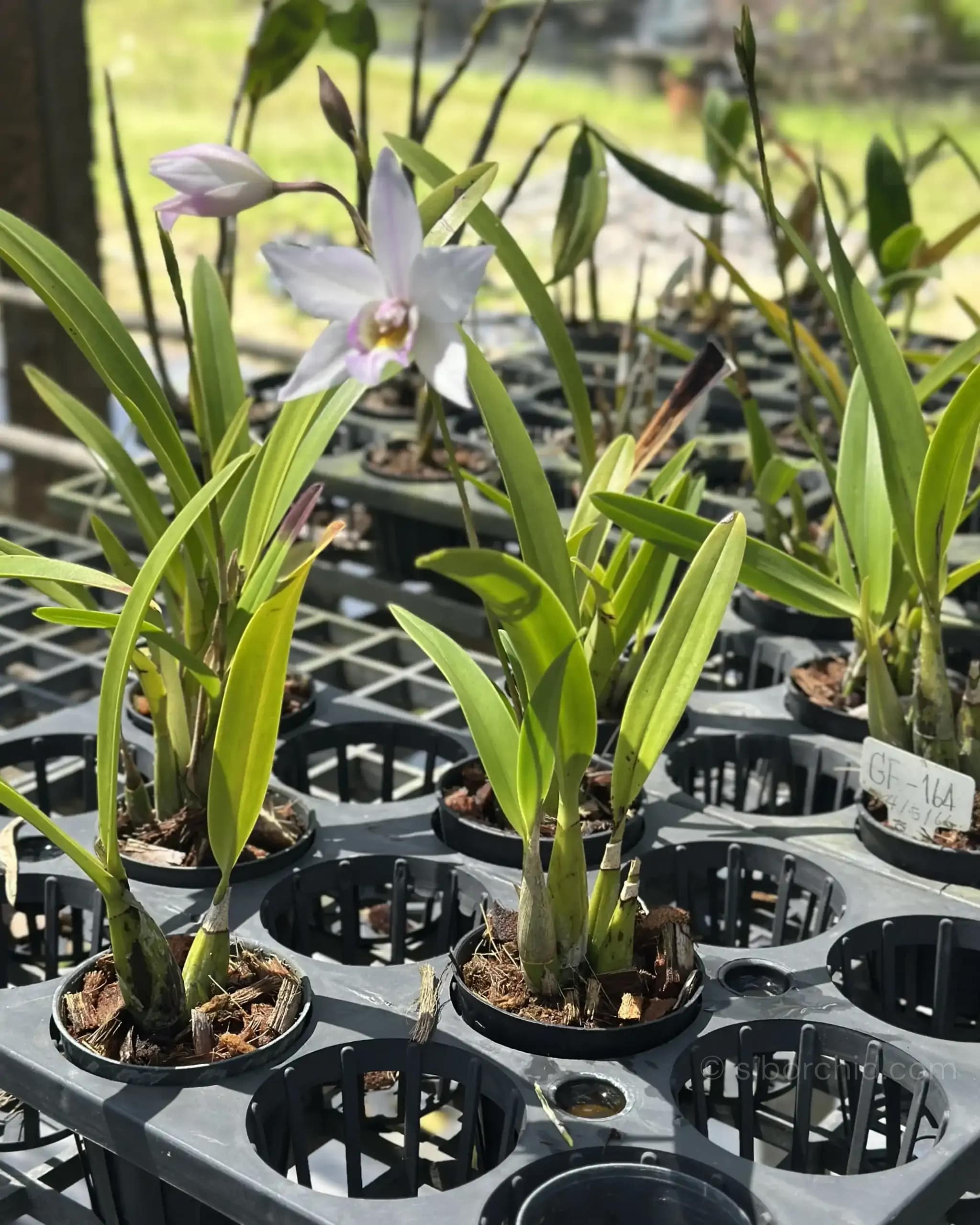 Caulaelia Mizoguchi - Caulaelia Mizoguchi orchid for sale