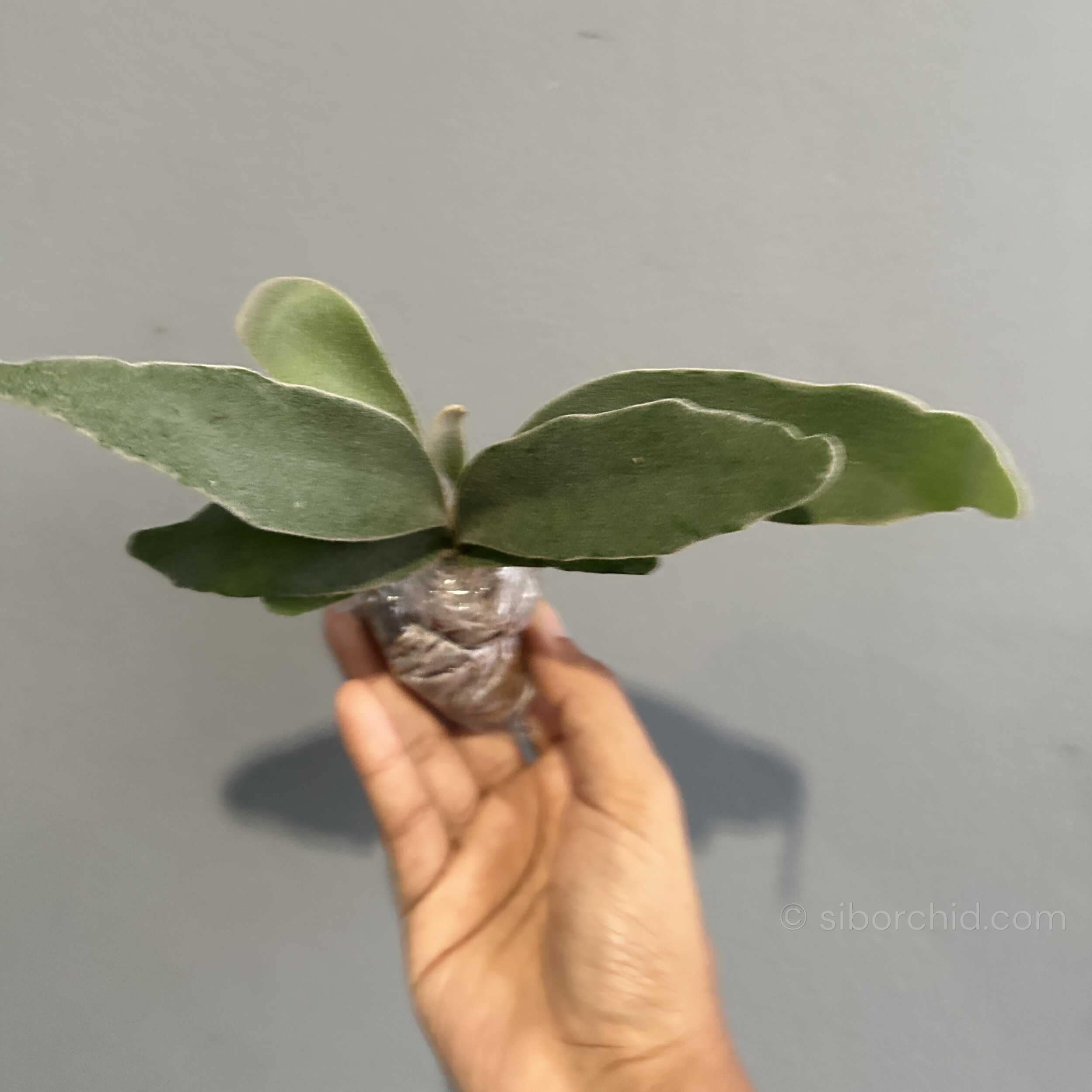 Platycerium veitchii ‘Lemoinei’ – Sporing