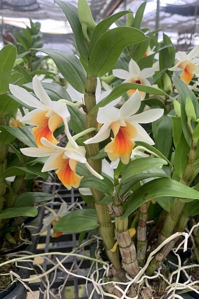 Dendrobium Christy Dawn