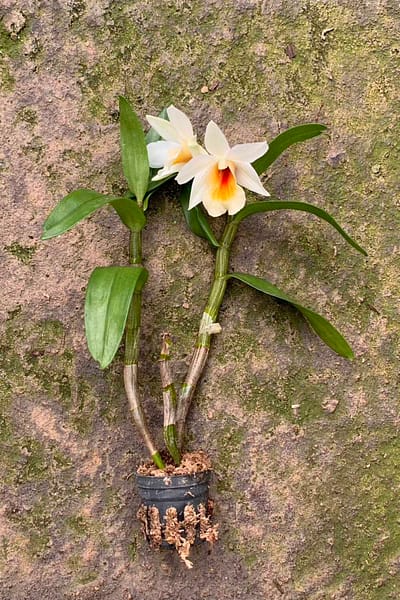 Dendrobium Christy Dawn