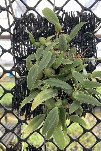 Bulbophyllum cambodianum