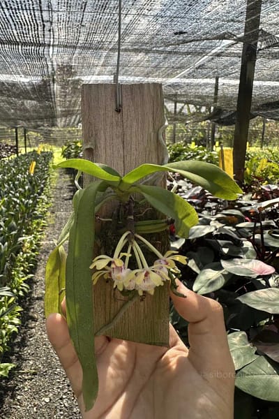 gastrochilus obliquus