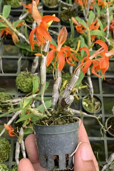 Dendrobium unicum orchid