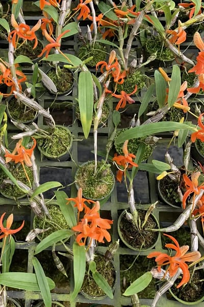 Dendrobium unicum orchid