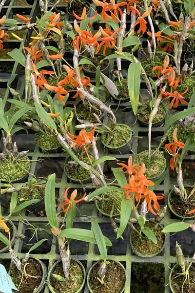 Dendrobium unicum orchid