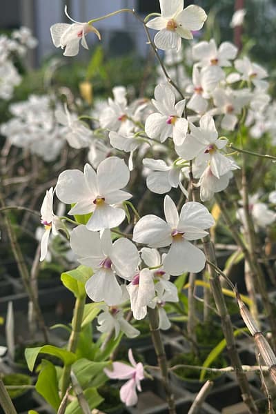 dendrobium-fytchianum-white-normal-color
