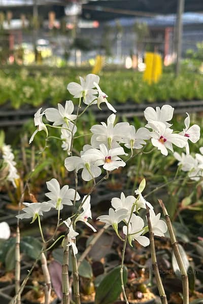 dendrobium-fytchianum-white-normal-color