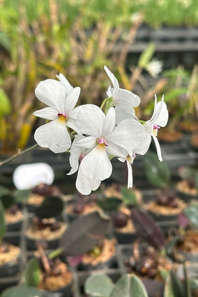 dendrobium-fytchianum-white-normal-color