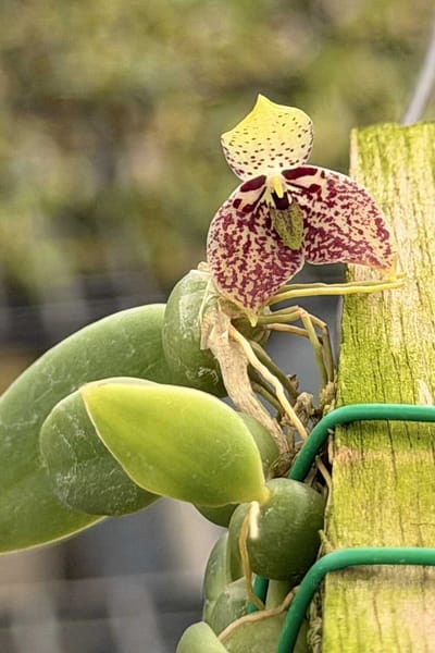 Bulbophyllum cambodianum