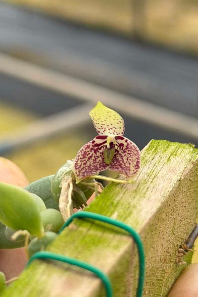 Bulbophyllum cambodianum