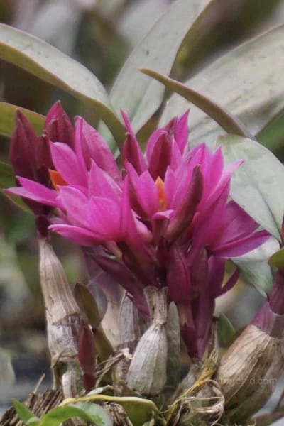 Dendrobium Hibiki