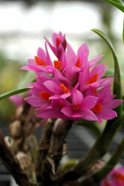 Dendrobium Hibiki