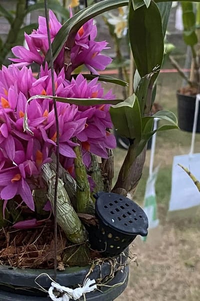 Dendrobium Hibiki