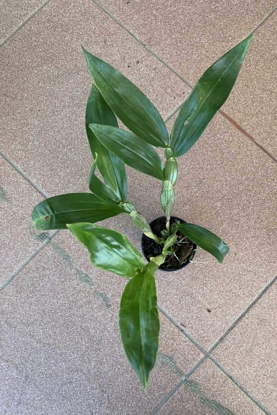 Dendrobium sulcatum